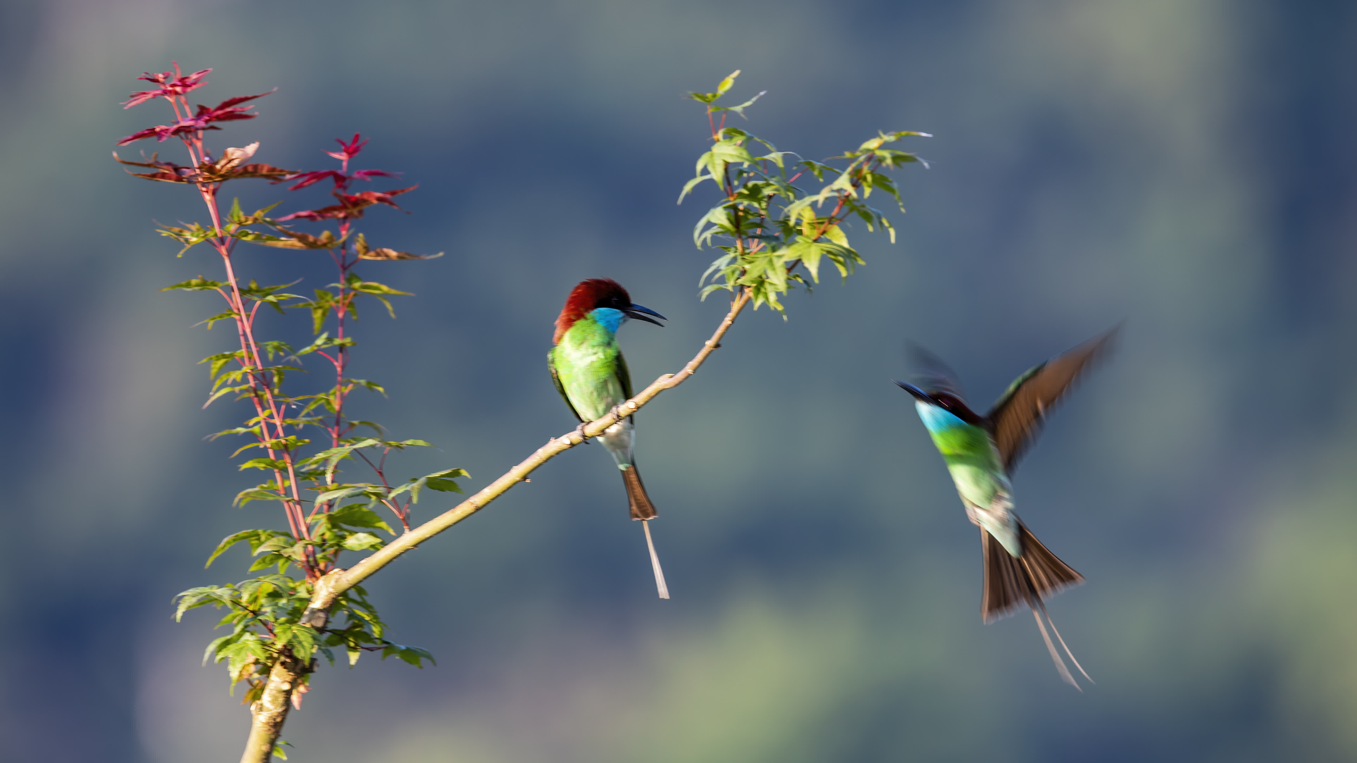 6月2日，在福建省南平市延平區爐下鎮斜溪村，兩隻藍喉蜂虎在嬉戲。