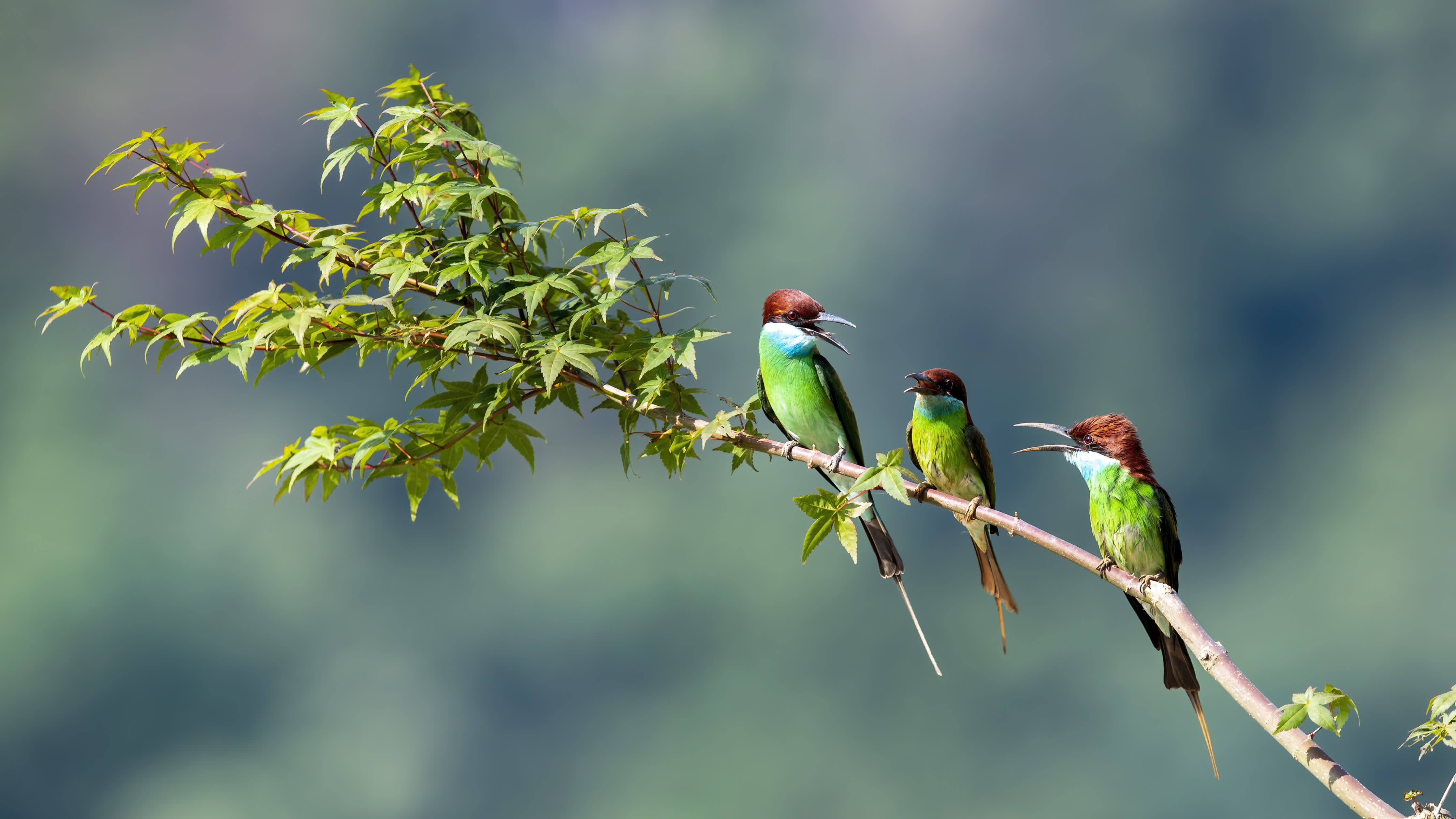  6月2日，在福建省南平市延平區爐下鎮斜溪村，三隻藍喉蜂虎在樹枝上嬉戲。