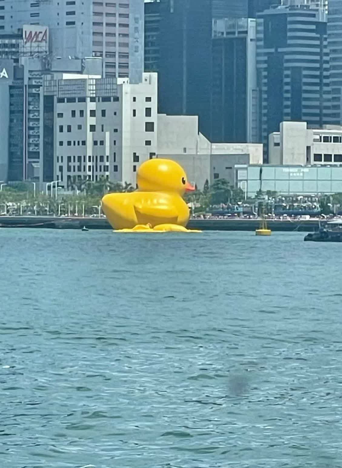 維港黃色巨型橡皮鴨漏氣　「躺平」在海面