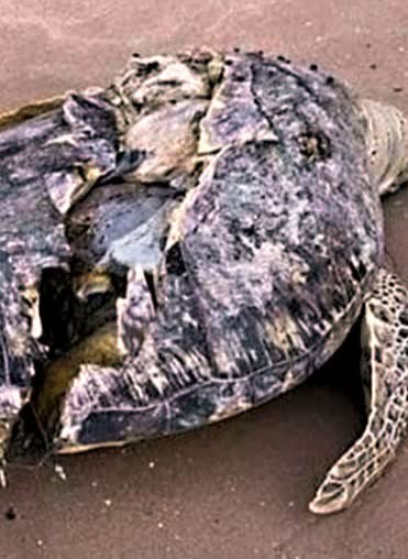 瀕危綠海龜夏天產卵盼勿擾　20多年最少300隻海龜枉死
