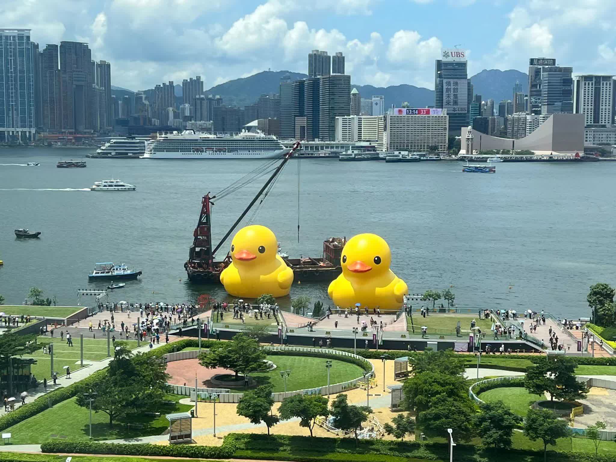 雙鴨再同框！（點新聞記者攝）
