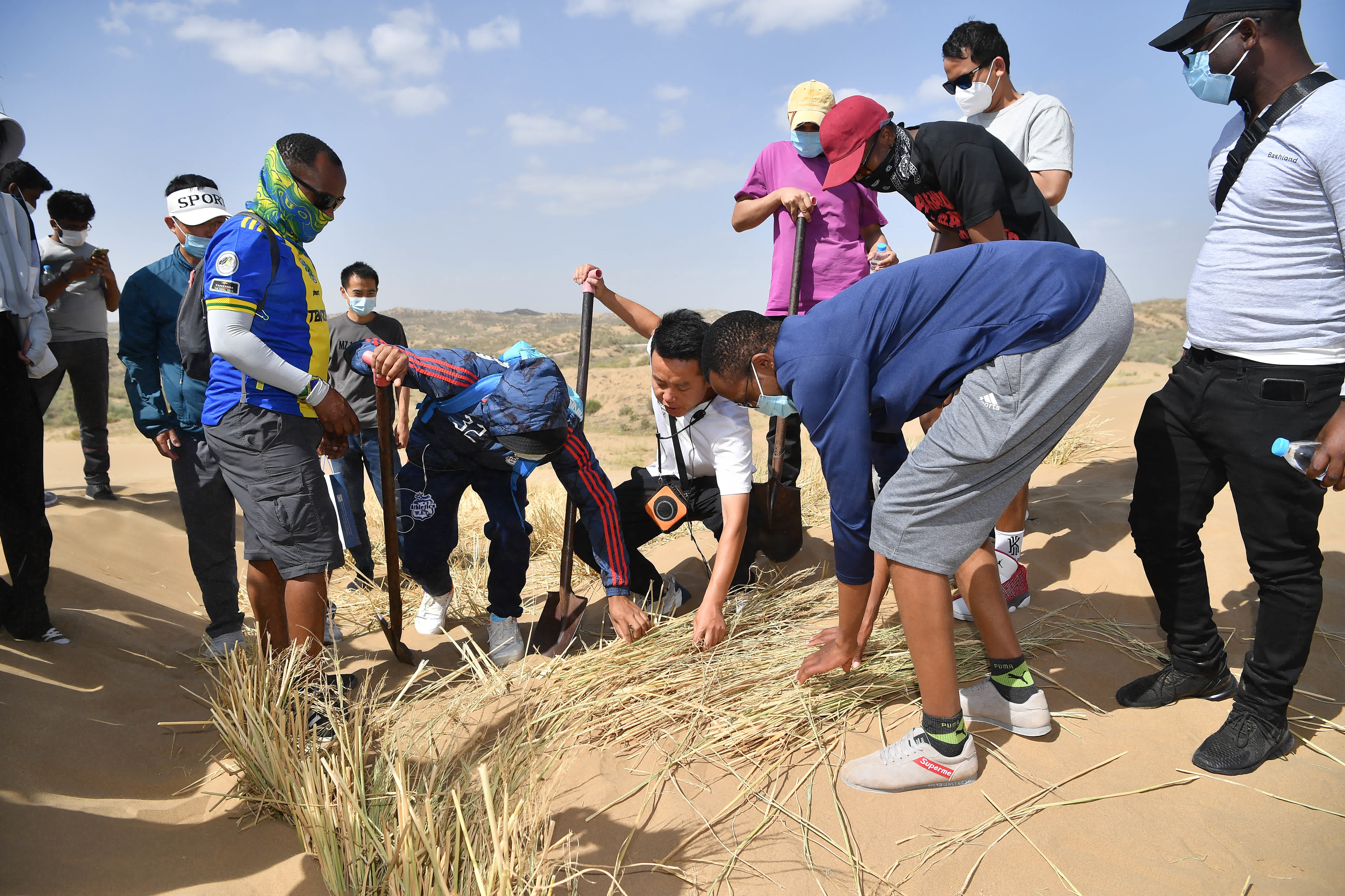 6月16日，留學生在寧夏靈武市白芨灘國家級自然保護區扎草方格。（新華社）