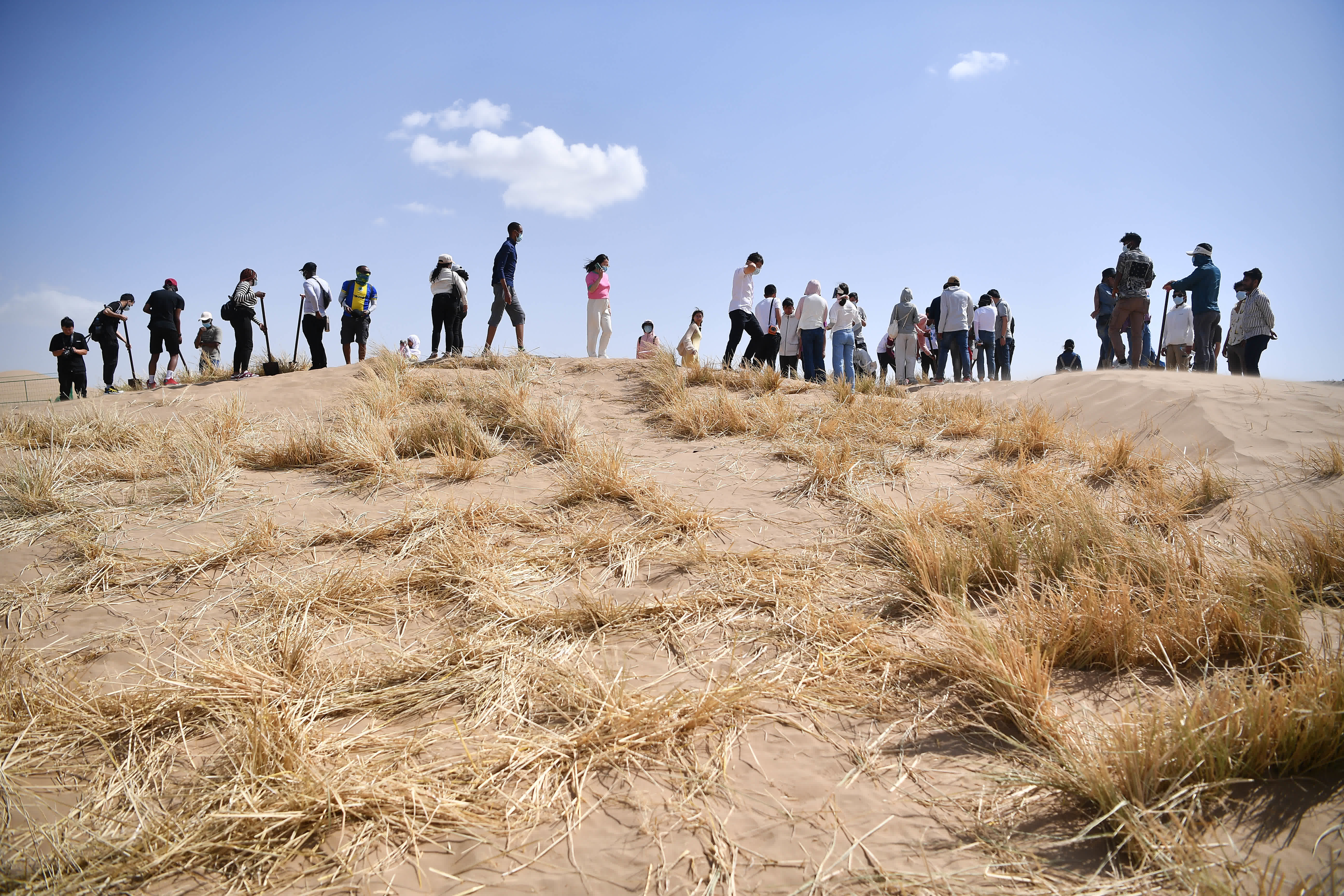 6月16日，留學生在寧夏靈武市白芨灘國家級自然保護區扎草方格。（新華社）