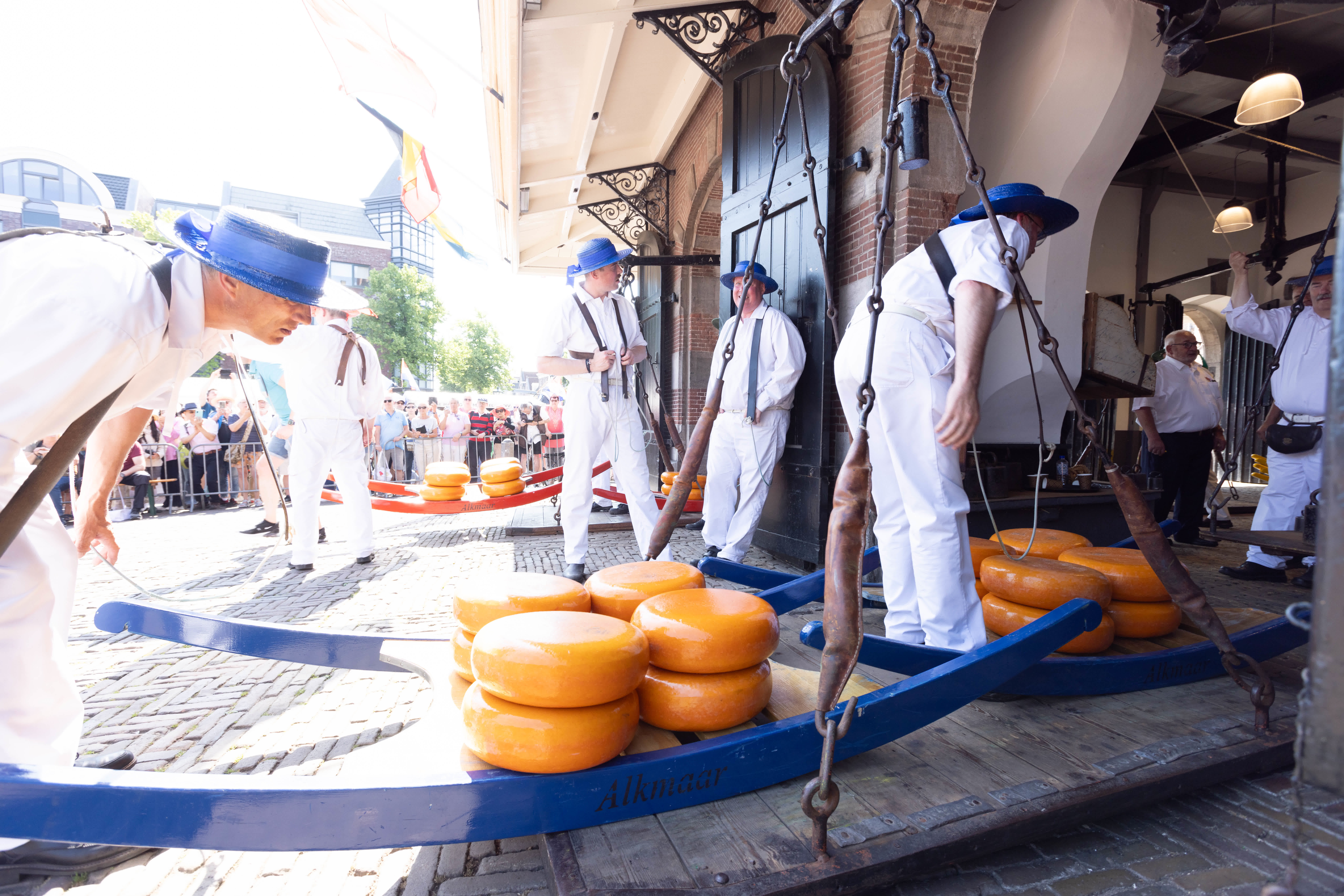 6月23日，人們在荷蘭阿爾克馬爾的奶酪市場運送奶酪。（新華社）