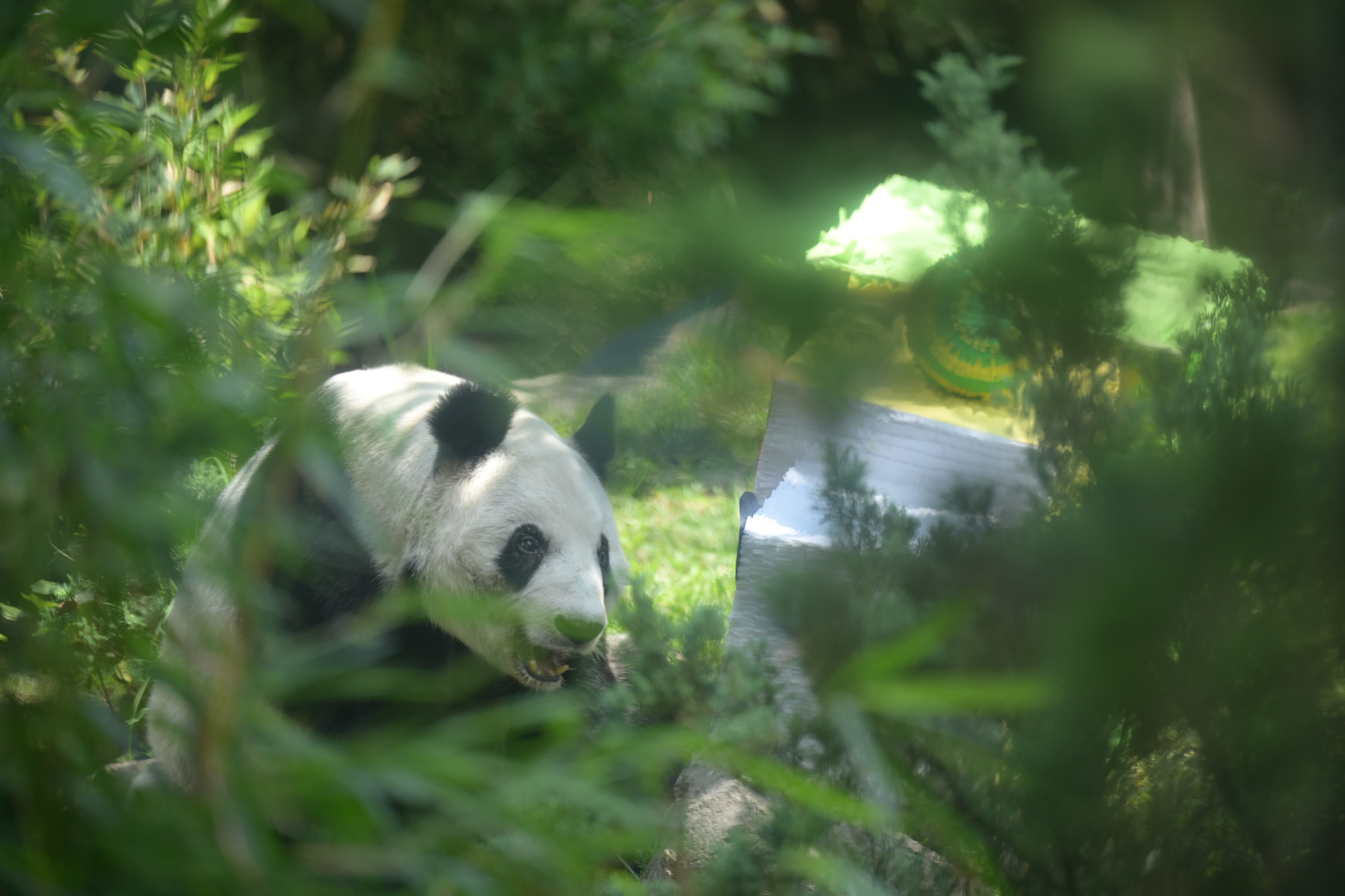 這是7月1日在墨西哥首都墨西哥城查普特佩克動物園拍攝的大熊貓「欣欣」。（新華社）