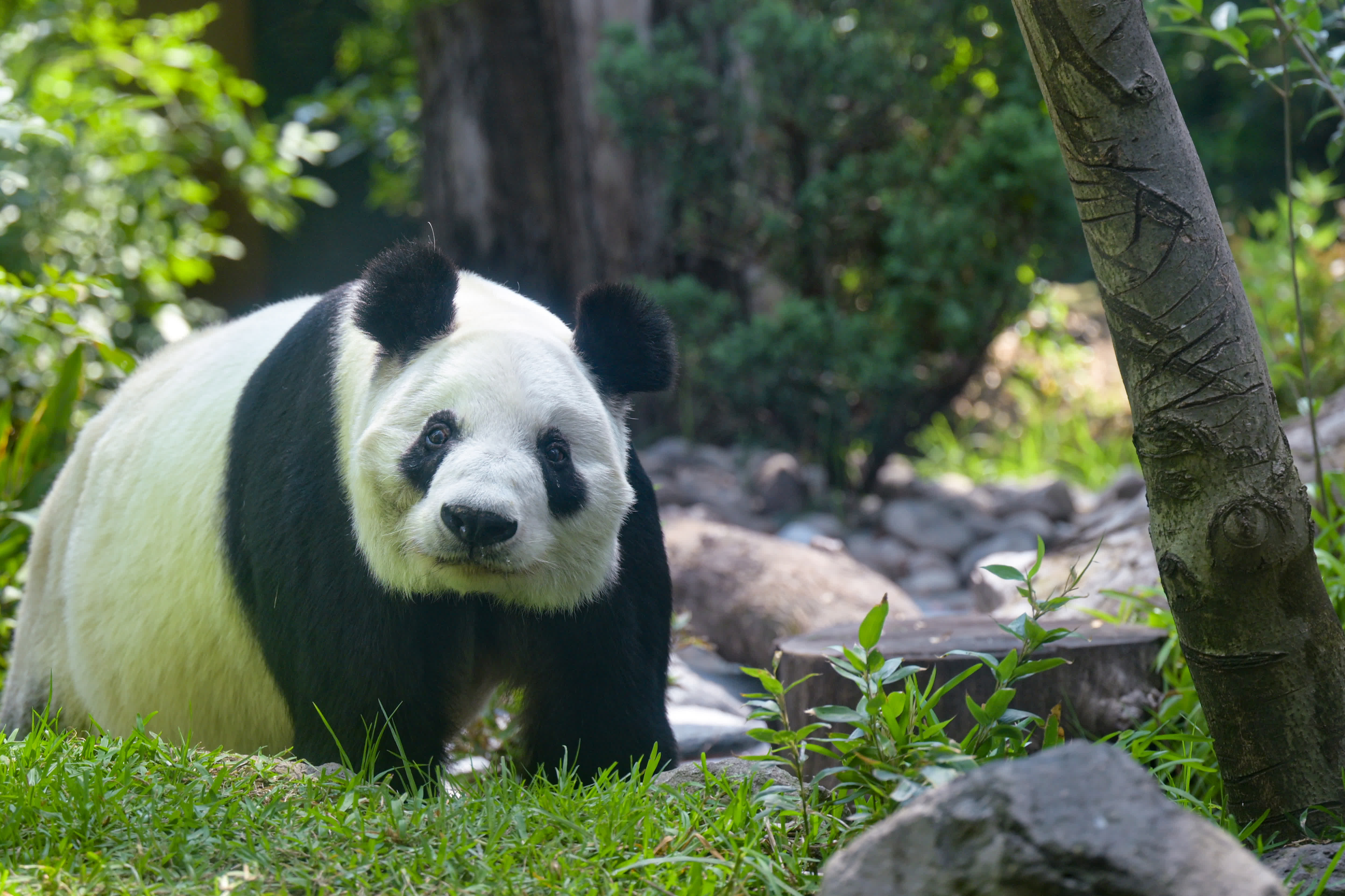這是7月1日在墨西哥首都墨西哥城查普特佩克動物園拍攝的大熊貓「欣欣」。（新華社）