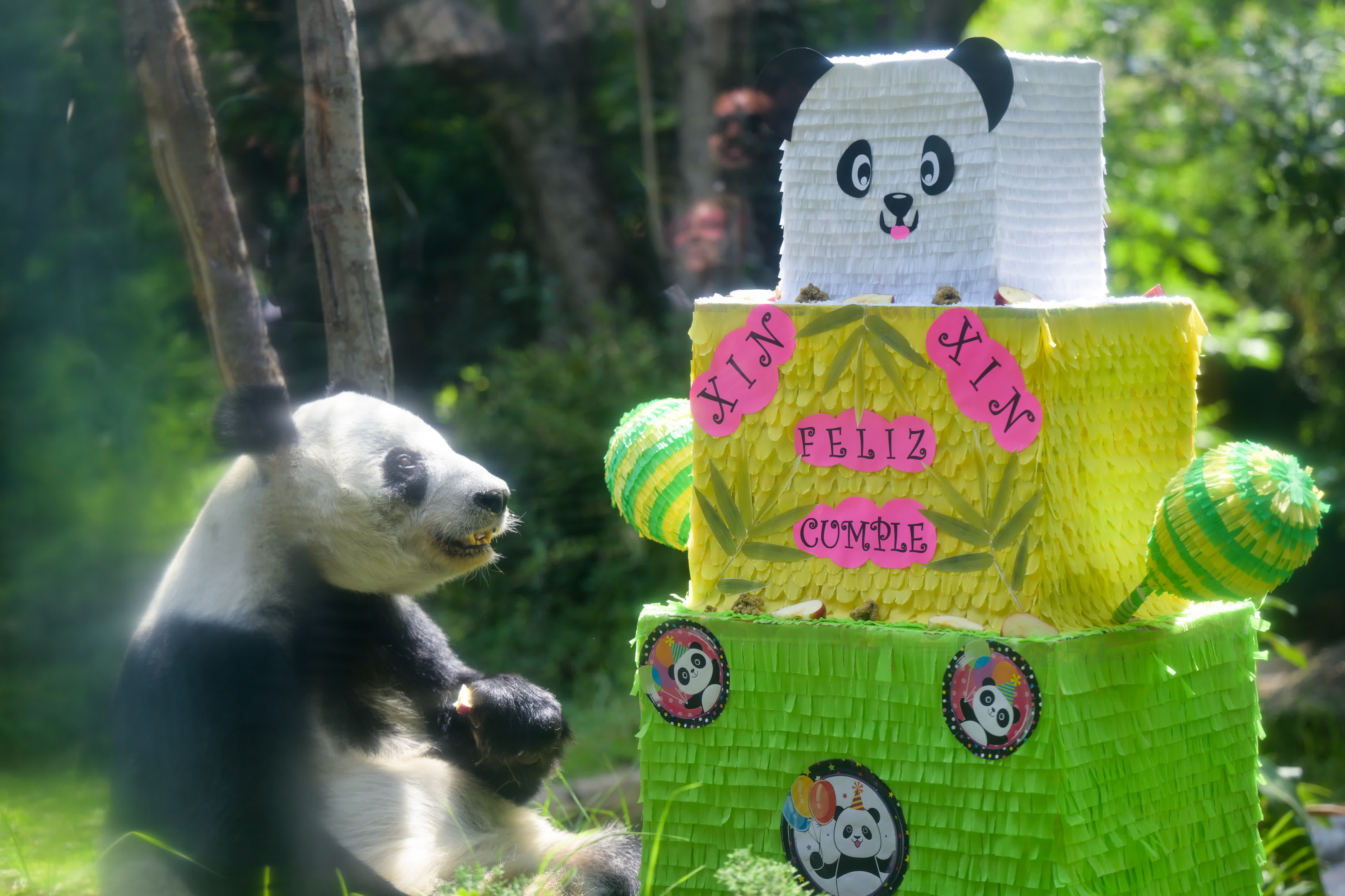 7月1日，在墨西哥首都墨西哥城查普特佩克動物園，大熊貓「欣欣」準備享用生日大餐。（新華社）