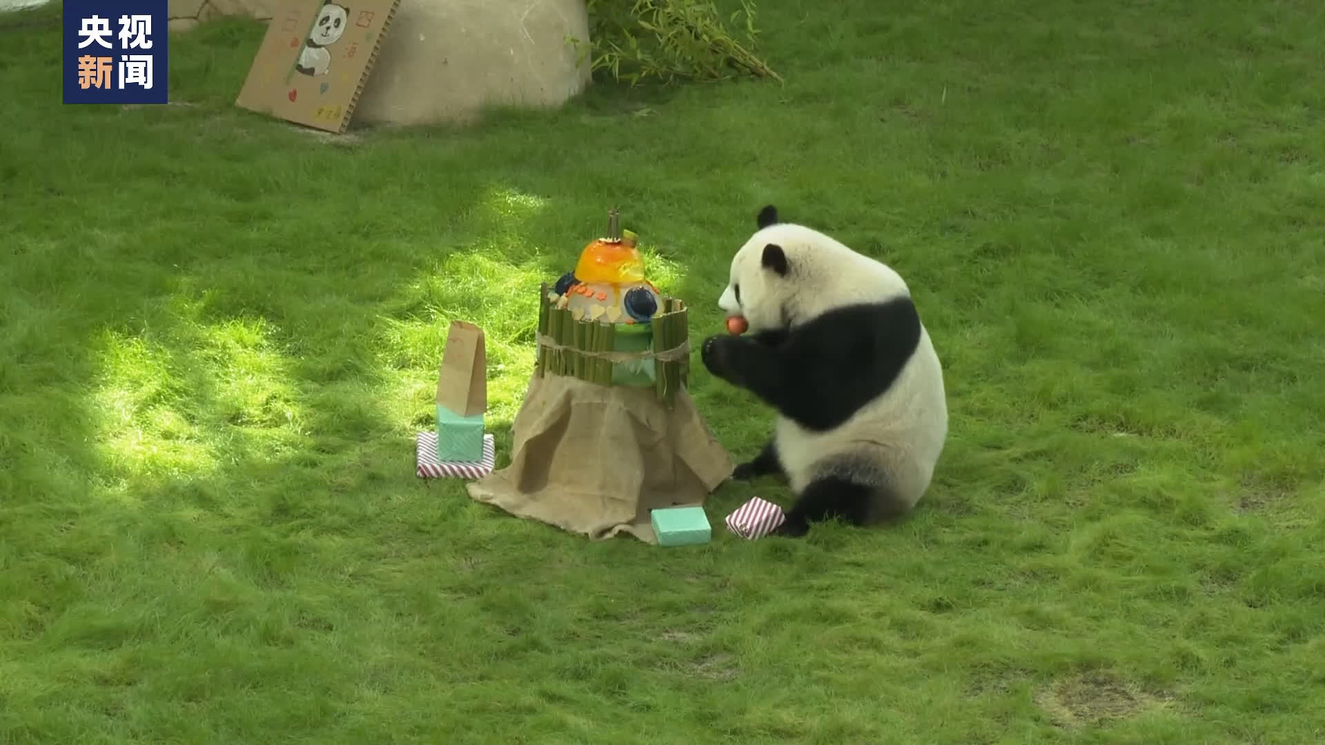 寄居卡塔爾的大熊貓「四海」迎來4歲生日