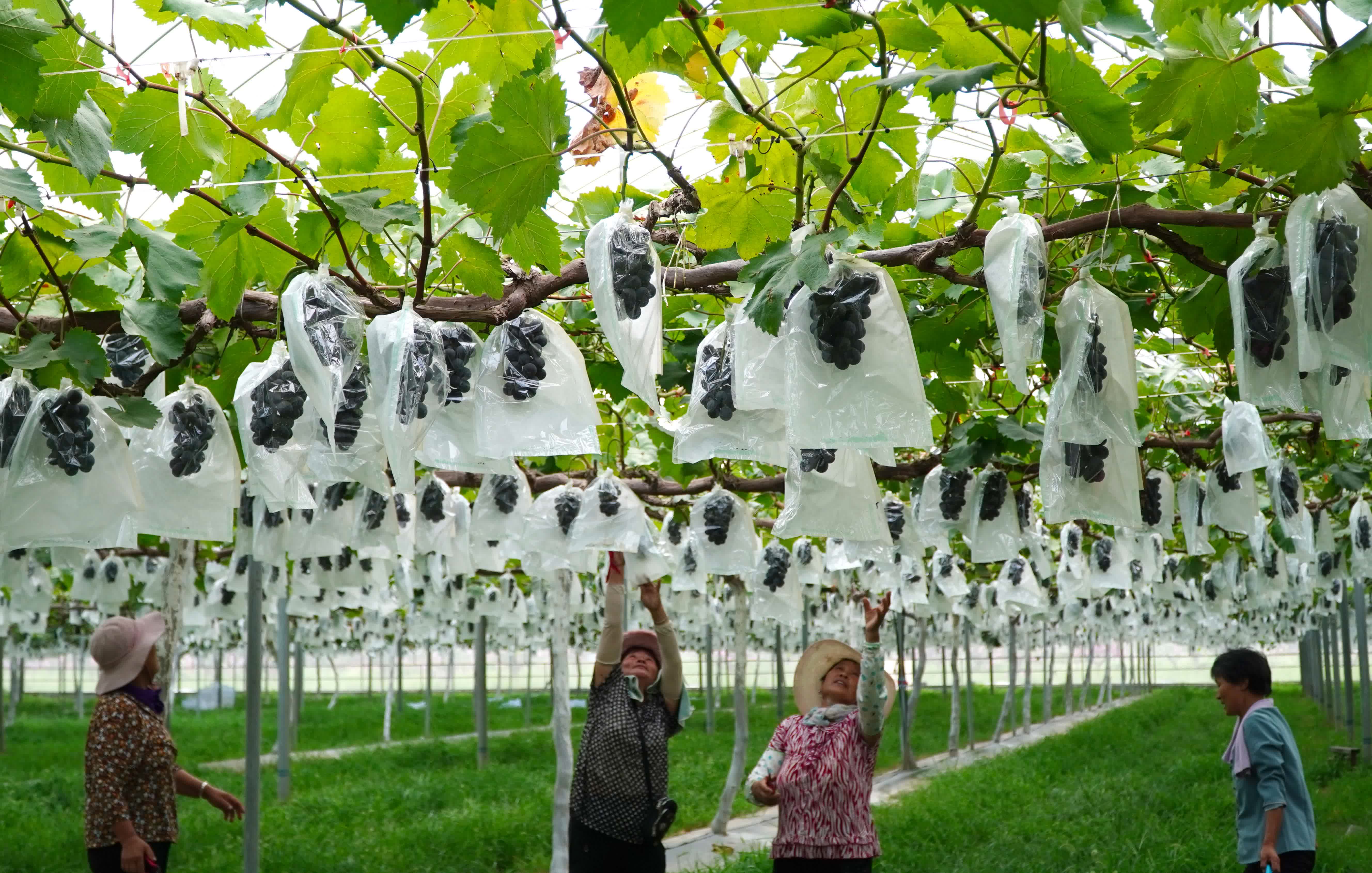 7月26日，在山東省新泰市樓德鎮，果農在高標準葡萄大棚裏收穫成熟的葡萄。（新華社）