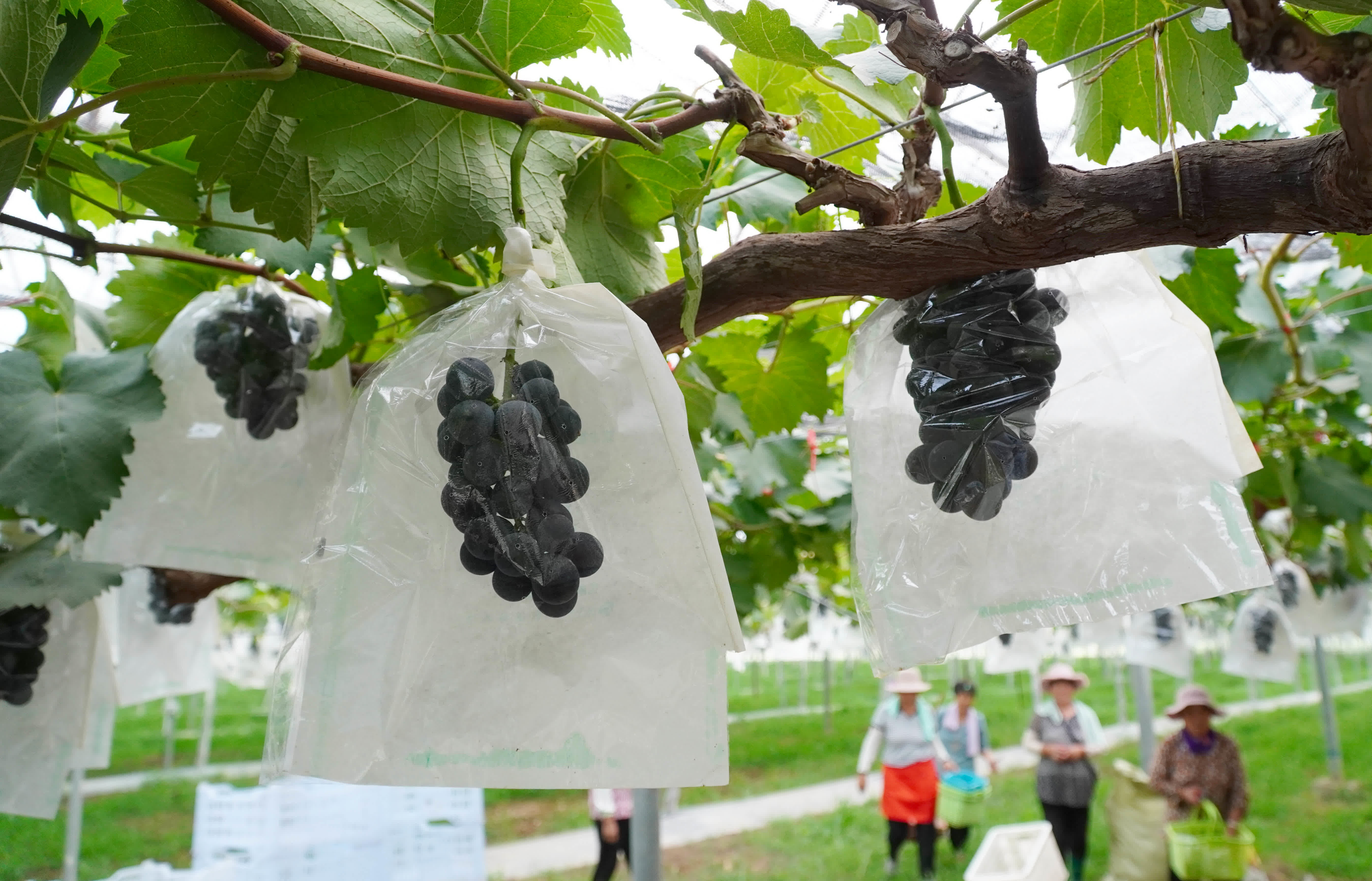 7月26日，在山東省新泰市樓德鎮，高標準葡萄大棚內種植的優質葡萄進入成熟期。（新華社）