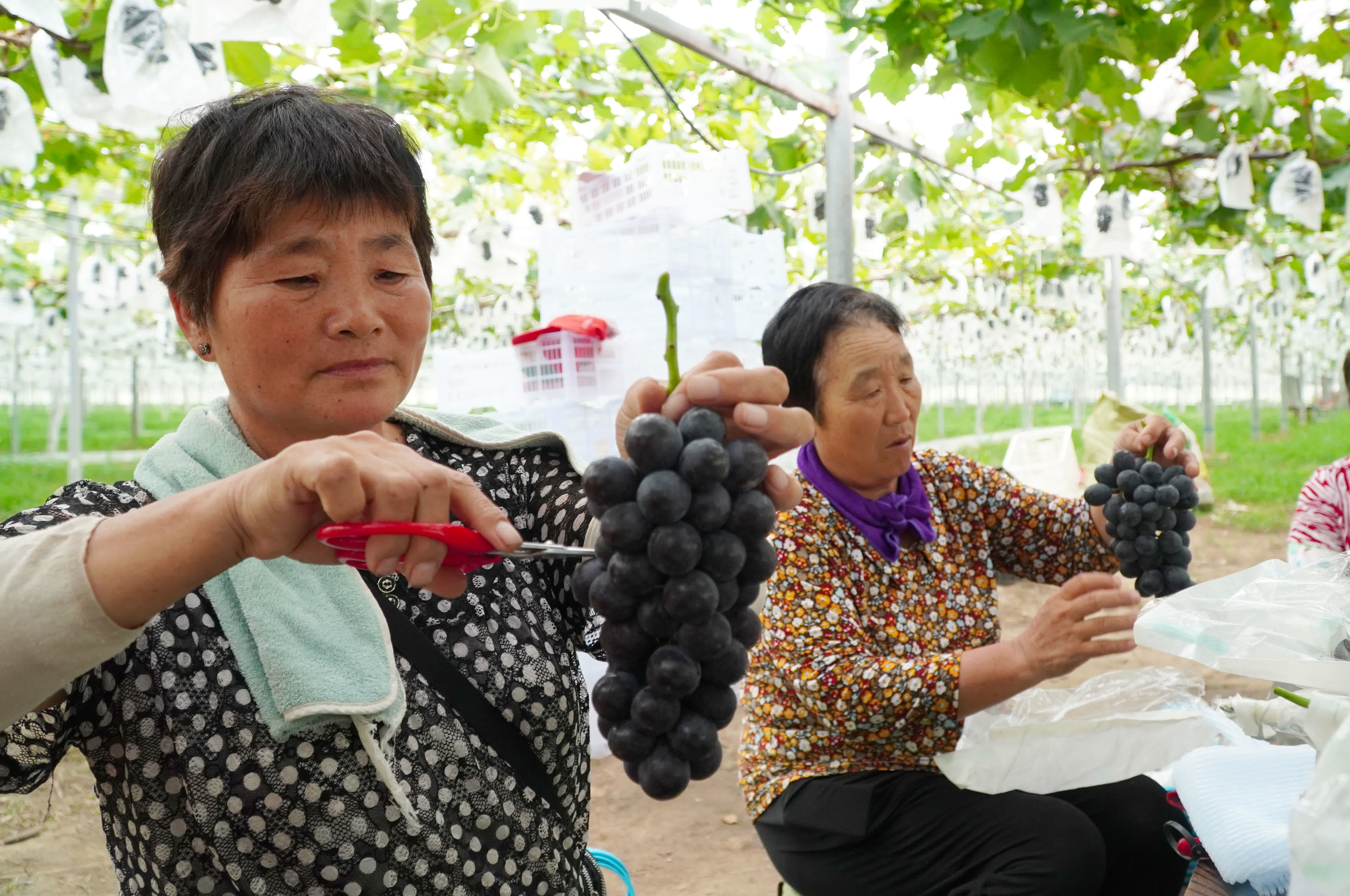 7月26日，在山東省新泰市樓德鎮，果農在高標準葡萄大棚裏對剛收穫的葡萄進行檢查、去壞果、裝箱。（新華社）