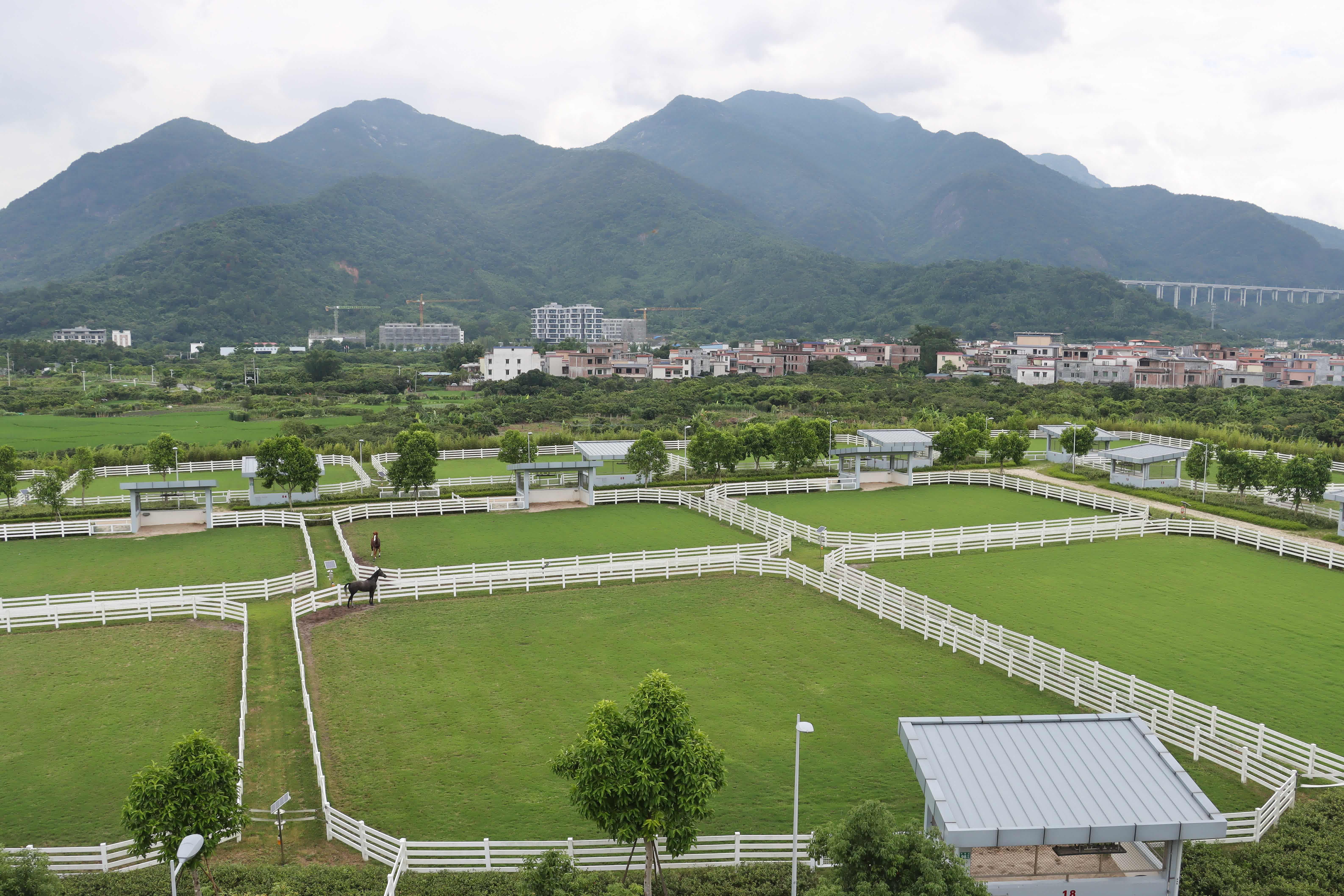 圖為從化馬場馬匹散養區域。（中新社）