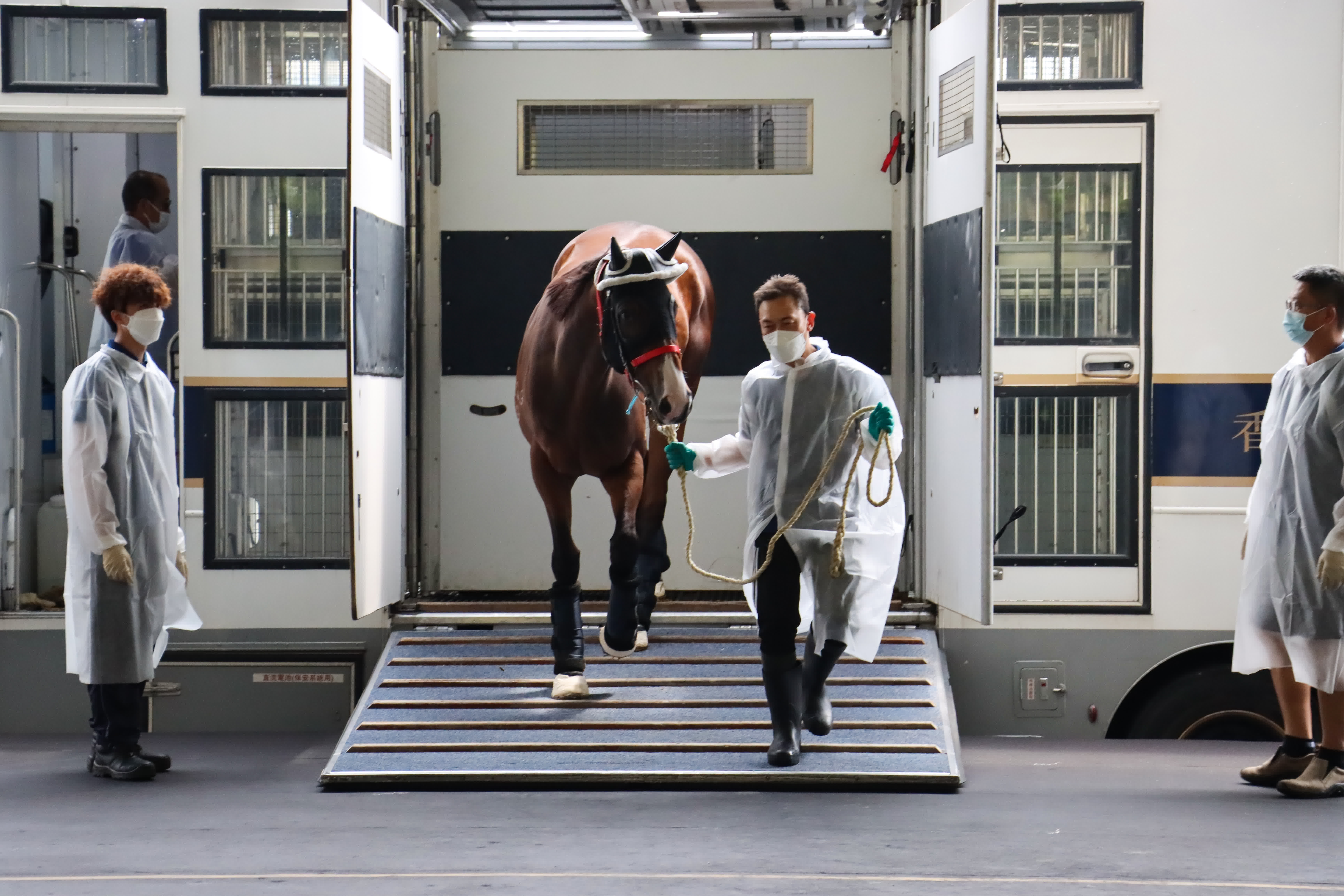 圖為香港賽馬在從化馬場卸車。 （中新社）