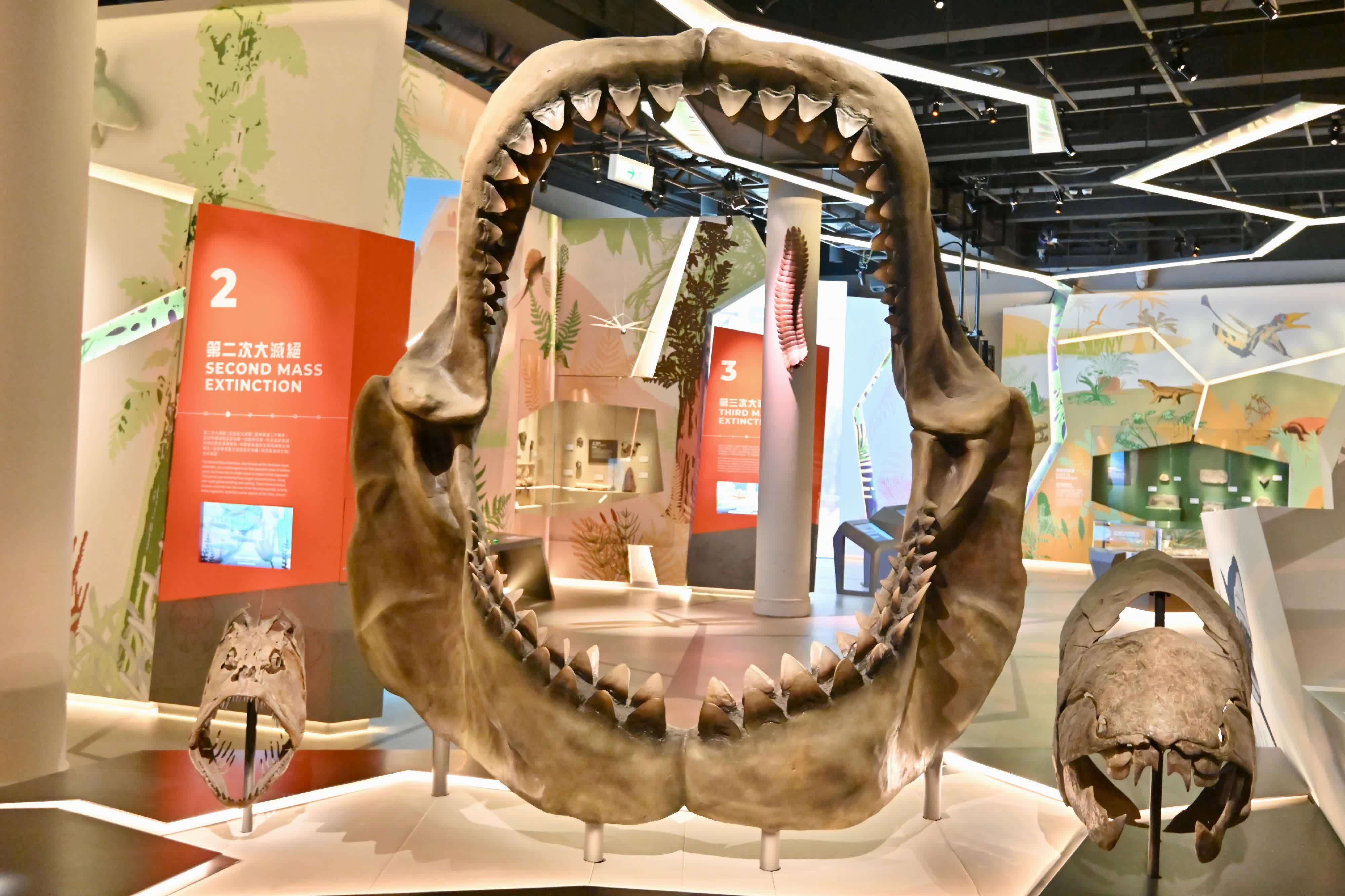 圖示（左起）劍射魚、巨齒鯊和鄧氏魚的一比一頜骨化石複製品。