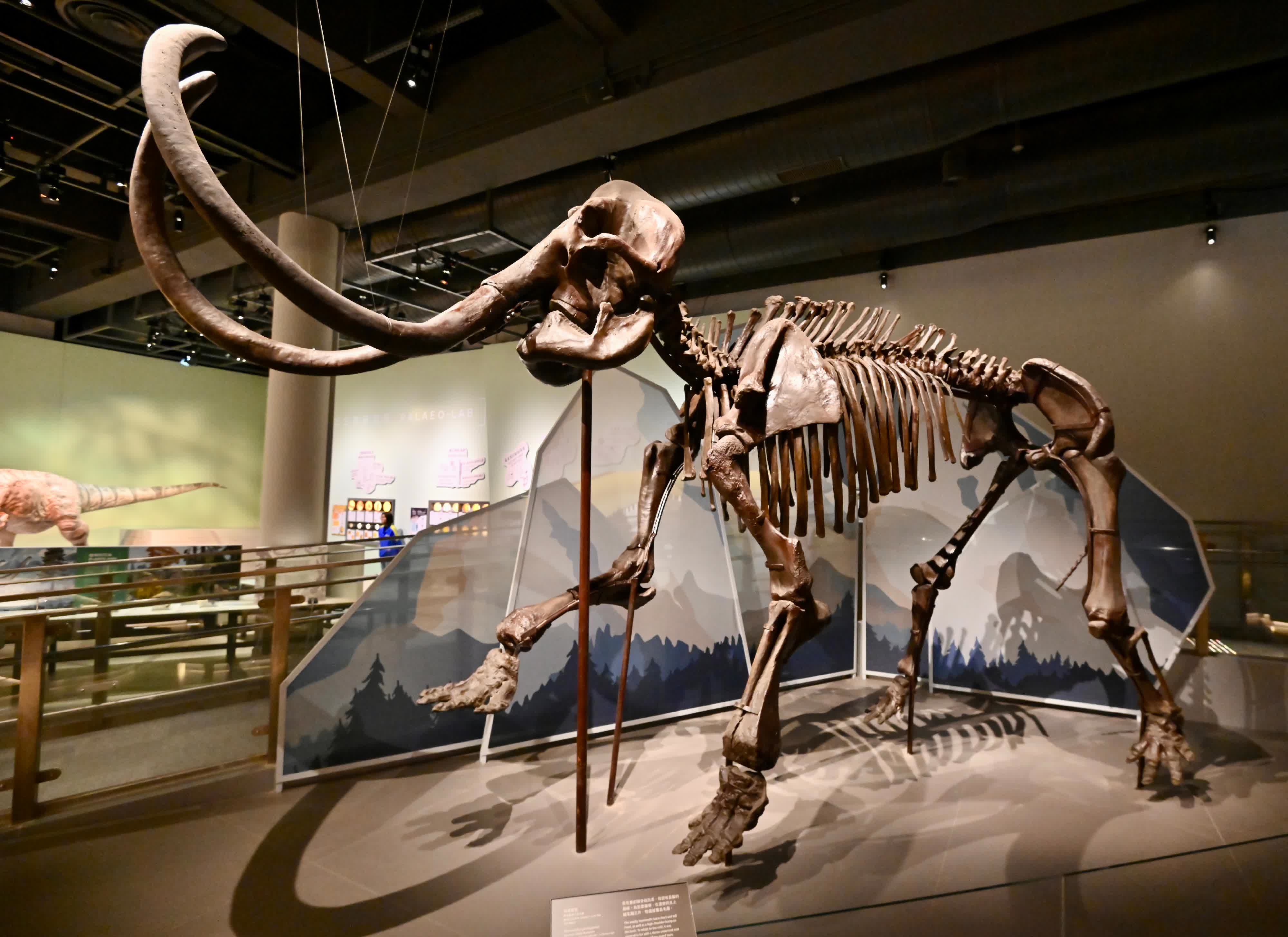 圖示超過三米高的真猛獁象化石標本。（國家自然博物館藏品）
