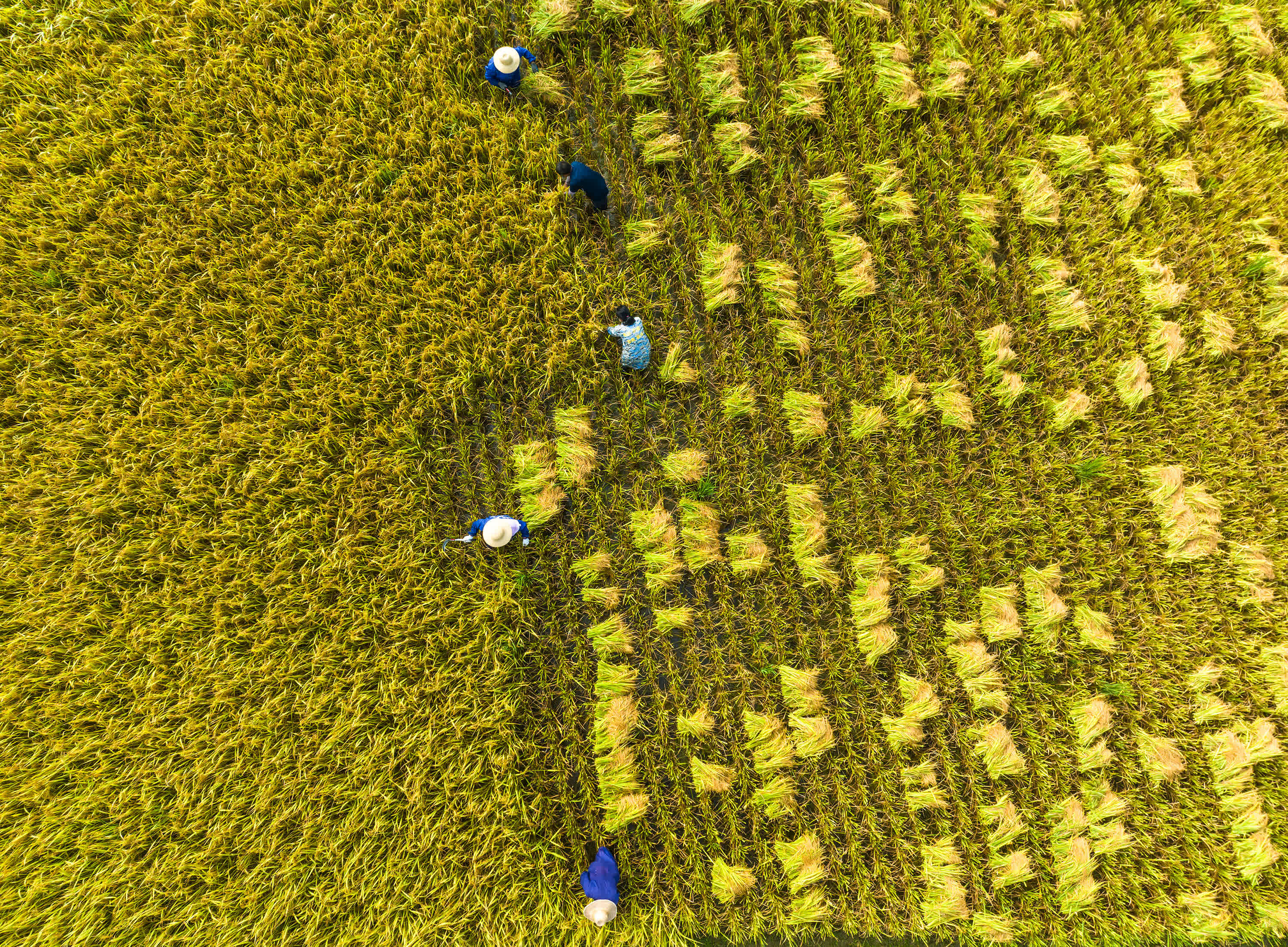 9月14日，湖北省秭歸縣九畹溪鎮石柱村村民在田間收穫稻穀（無人機照片）。（新華社）