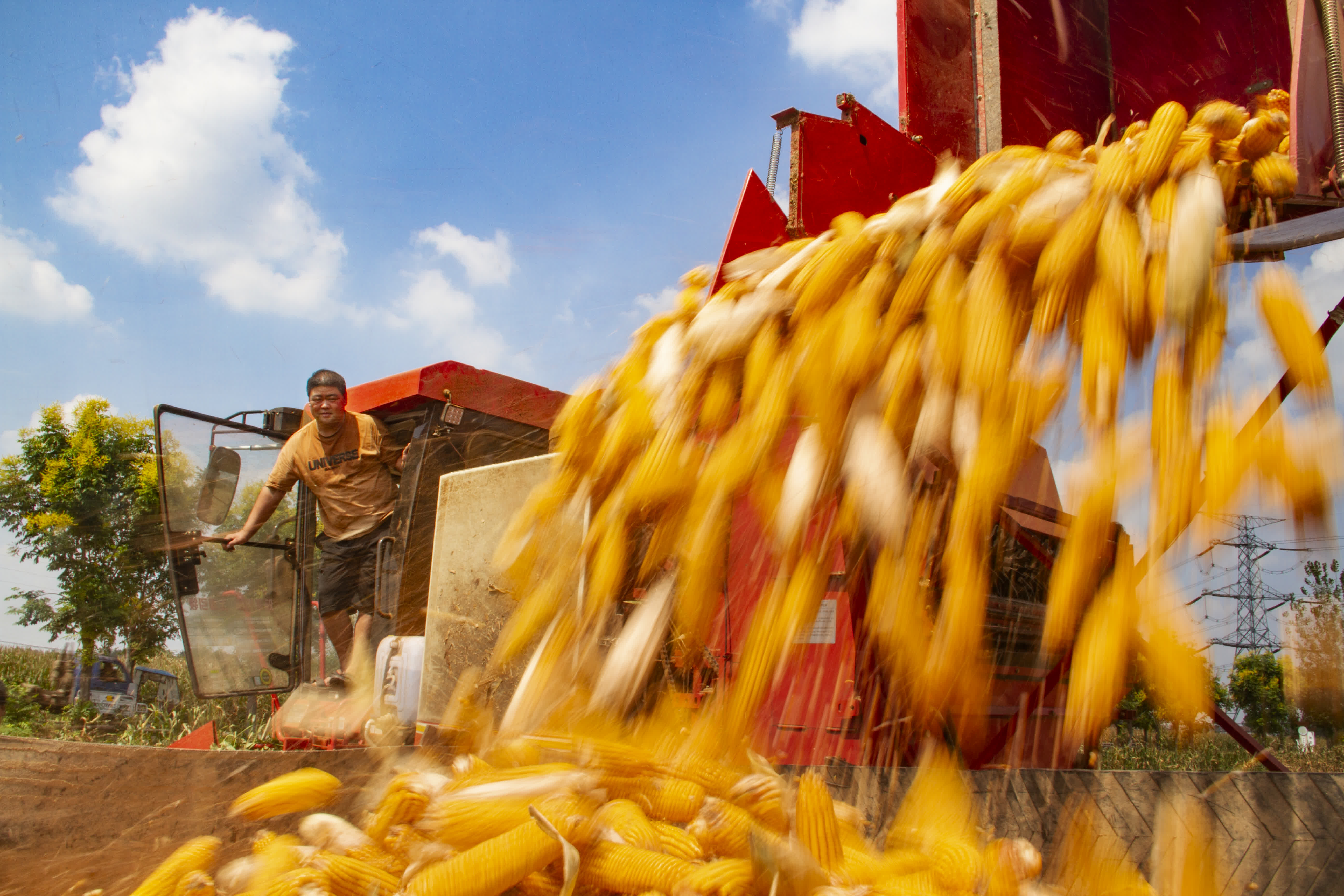 9月14日，村民在河南省商丘市夏邑縣會亭鎮孫莊村收穫玉米。（新華社）