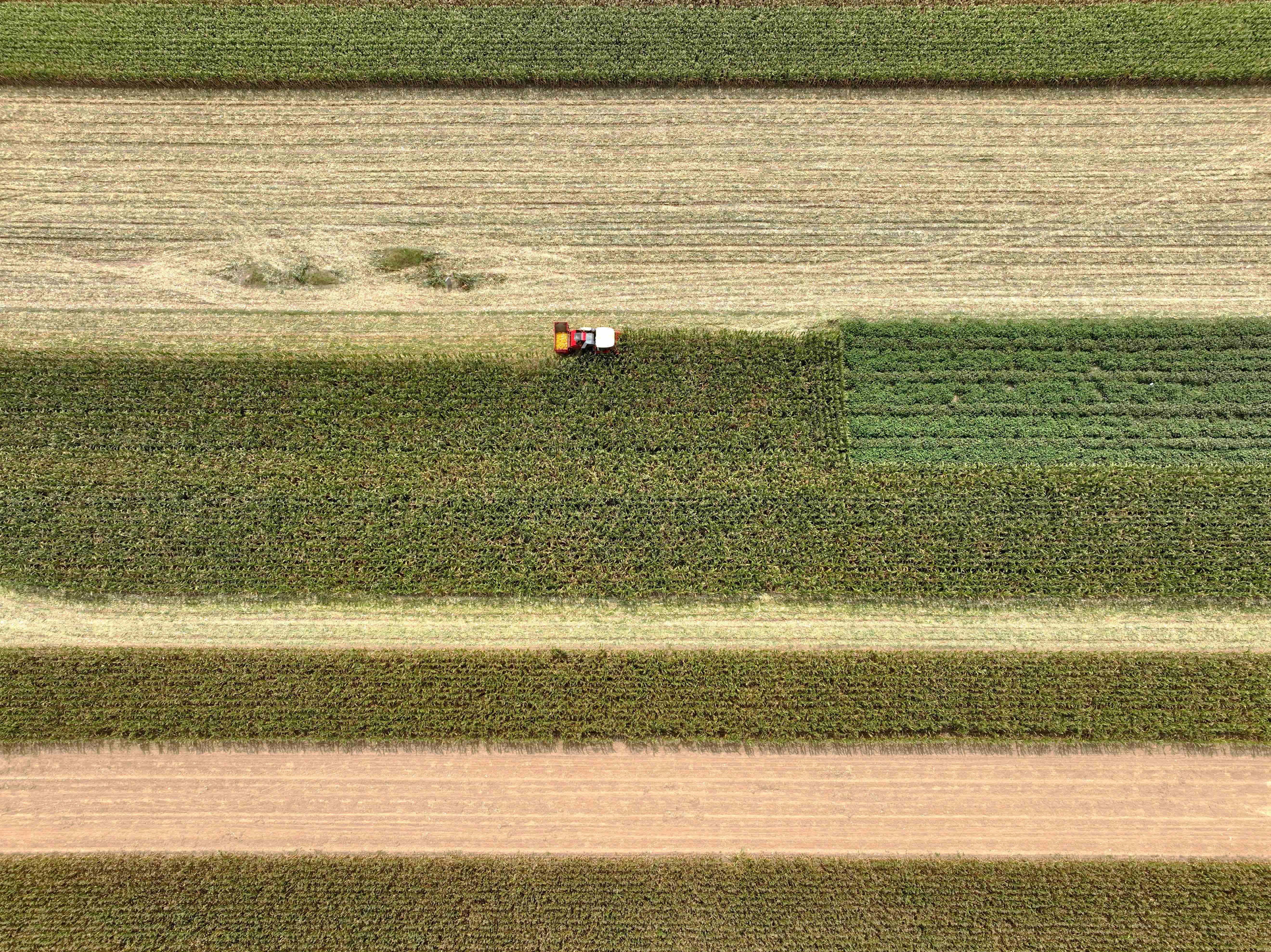 9月13日，山東省菏澤市巨野縣核桃園鎮前王莊村農戶在收穫玉米。（新華社）