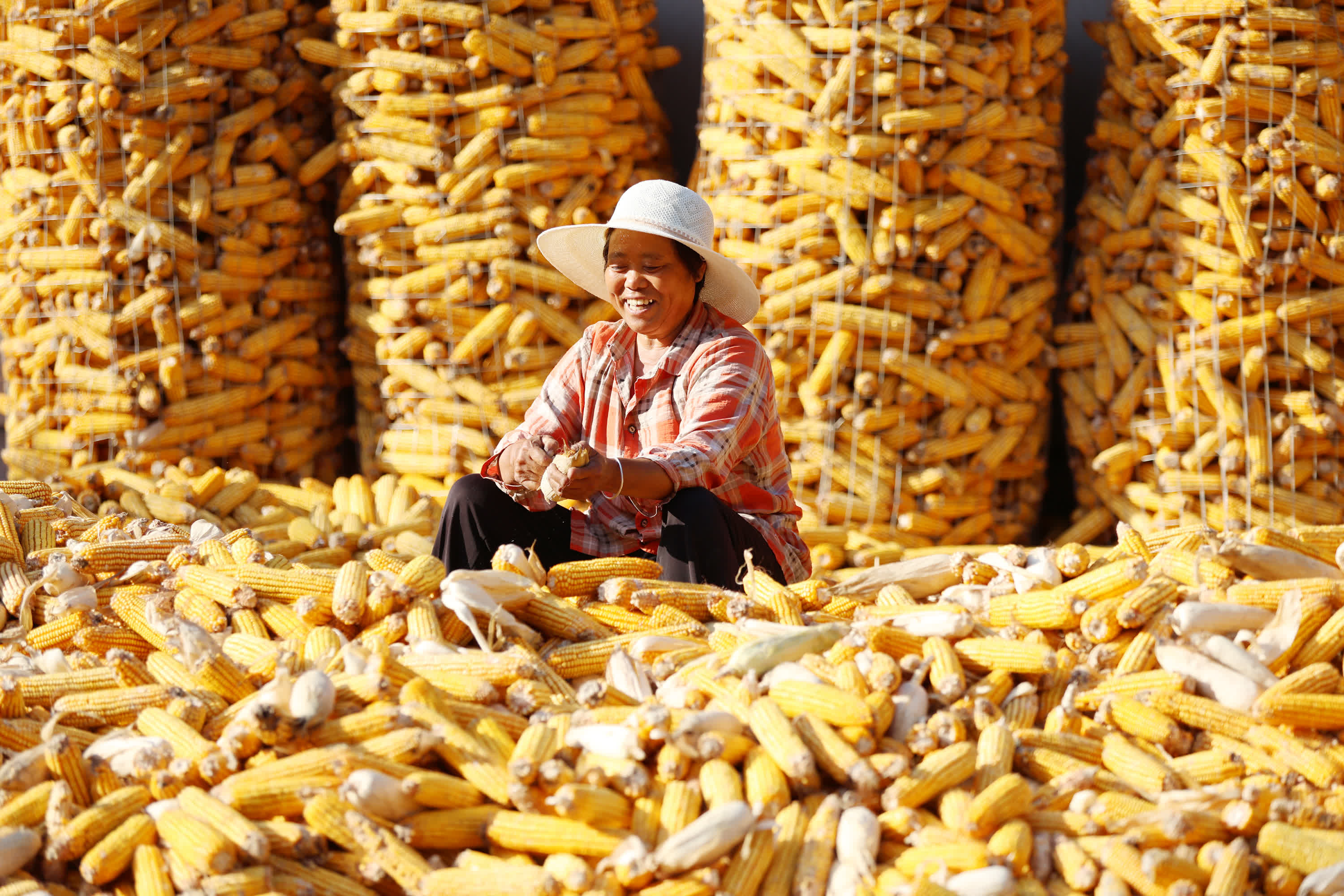 9月14日，山東省臨沂市郯城縣郯城街道南泉村村民在整理收穫的玉米。（新華社）