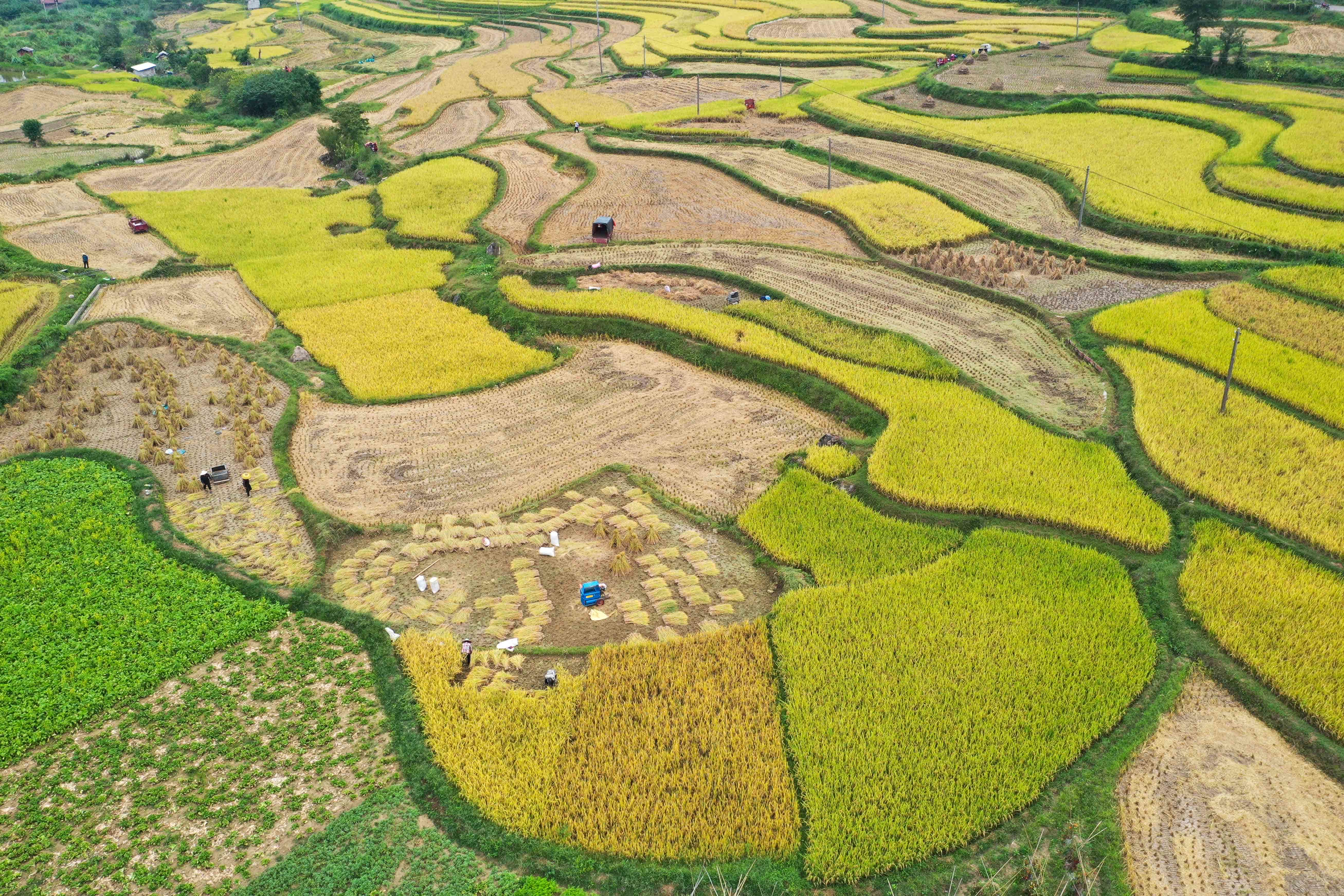 9月14日，村民在貴州省都勻市勻東鎮大坪村收割稻穀（無人機照片）。（新華社）