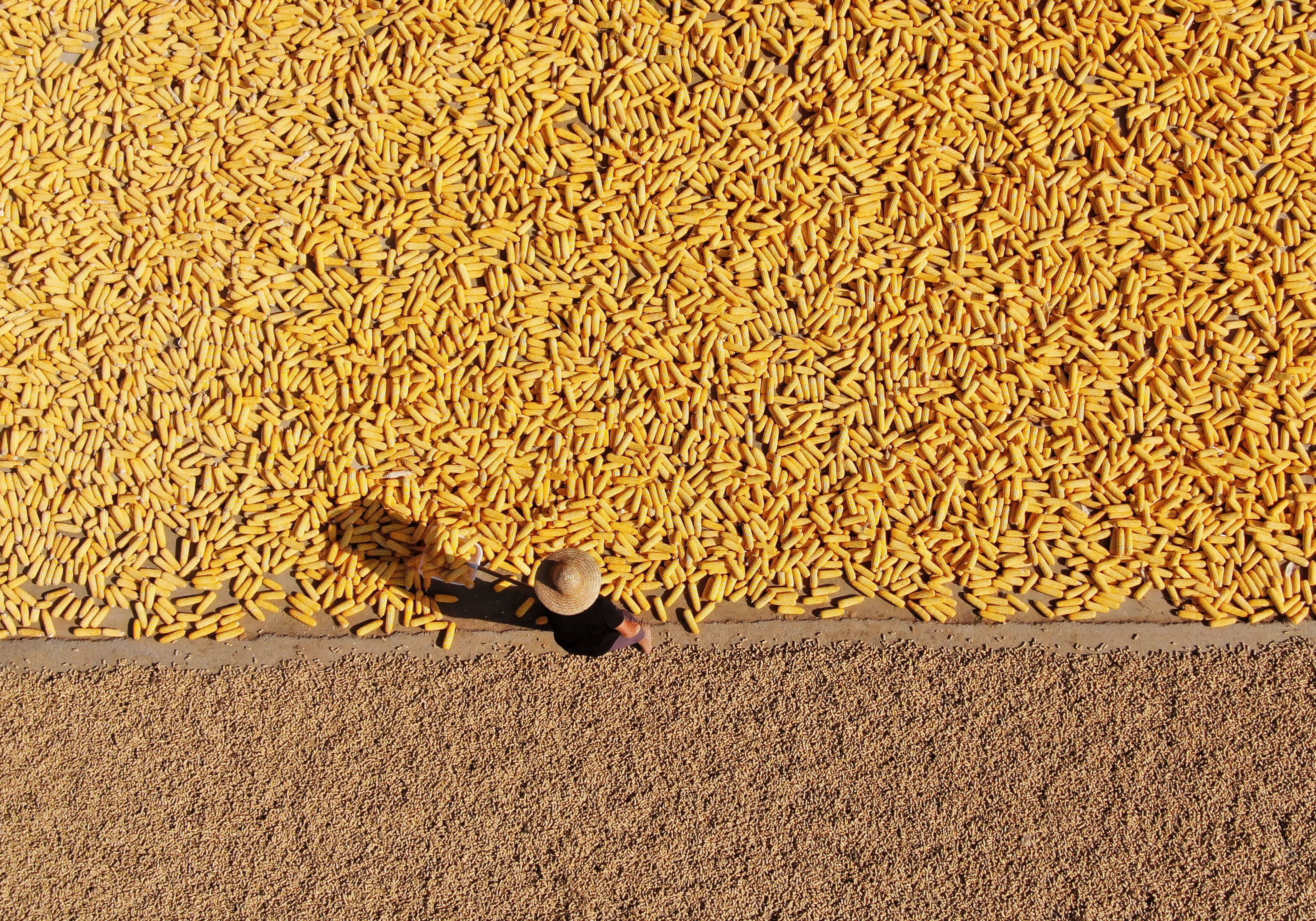 9月14日，山東省臨沂市平邑縣地方鎮東家莊村村民在晾曬收穫的花生和玉米（無人機照片）。（新華社）