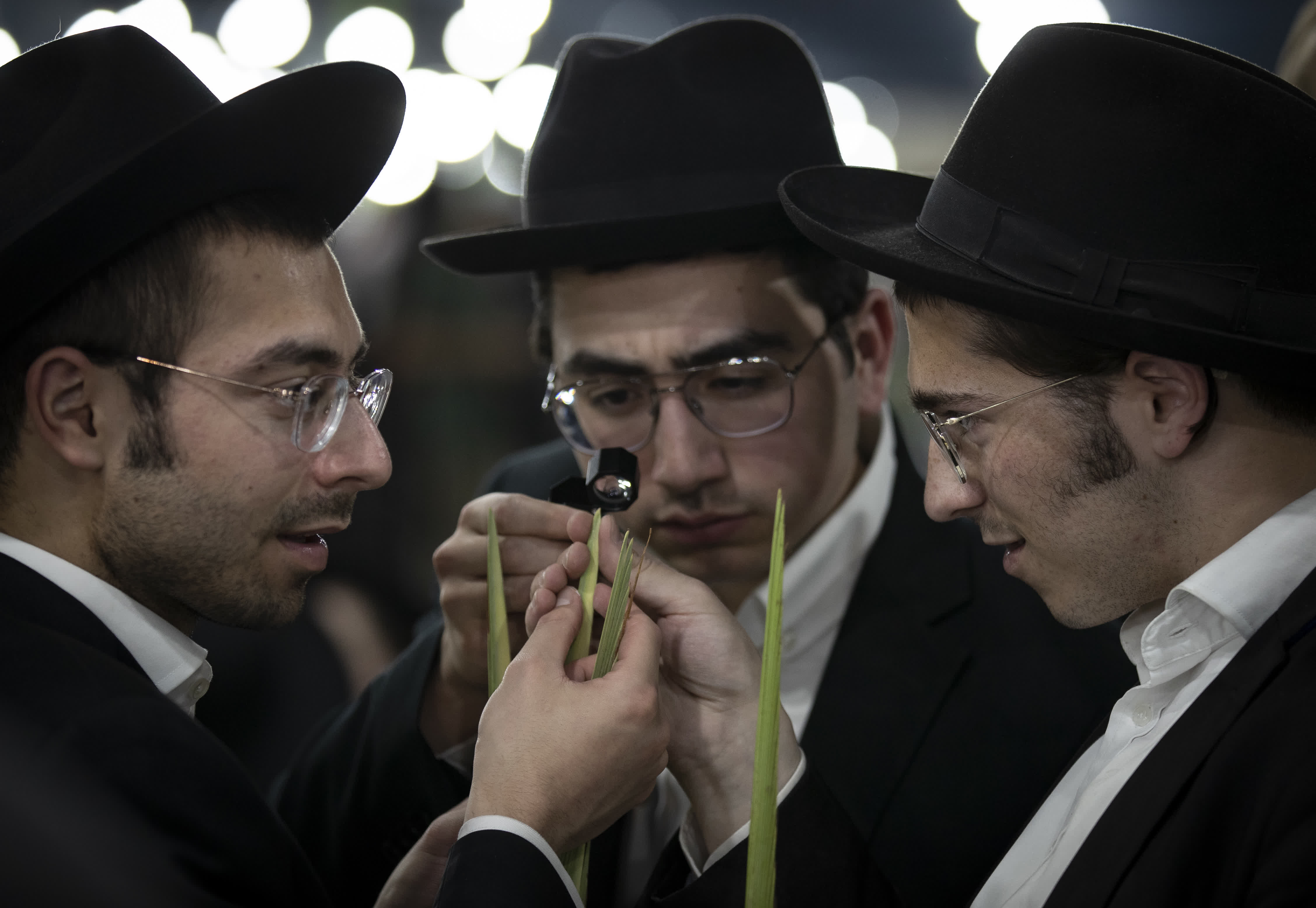 9月26日，猶太教徒在耶路撒冷挑選住棚節期間使用的棗椰樹葉子。（新華社）