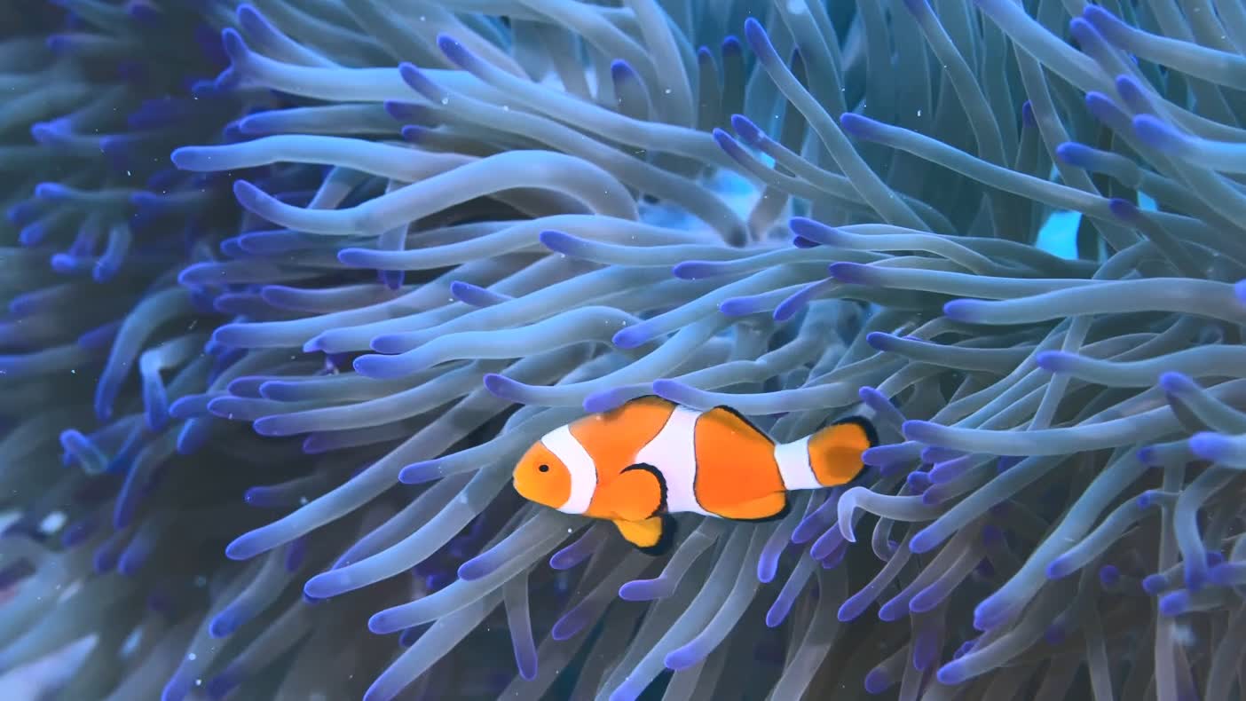 珊瑚礁是數以百萬計魚類的家園，色彩鮮豔的小丑魚亦棲息其中。與其他魚類不同，小丑魚與海葵有互利共生的關係，牠們能夠自如地在海葵有毒的觸手間遊走。（圖片來源：DEFINITION FILMS）