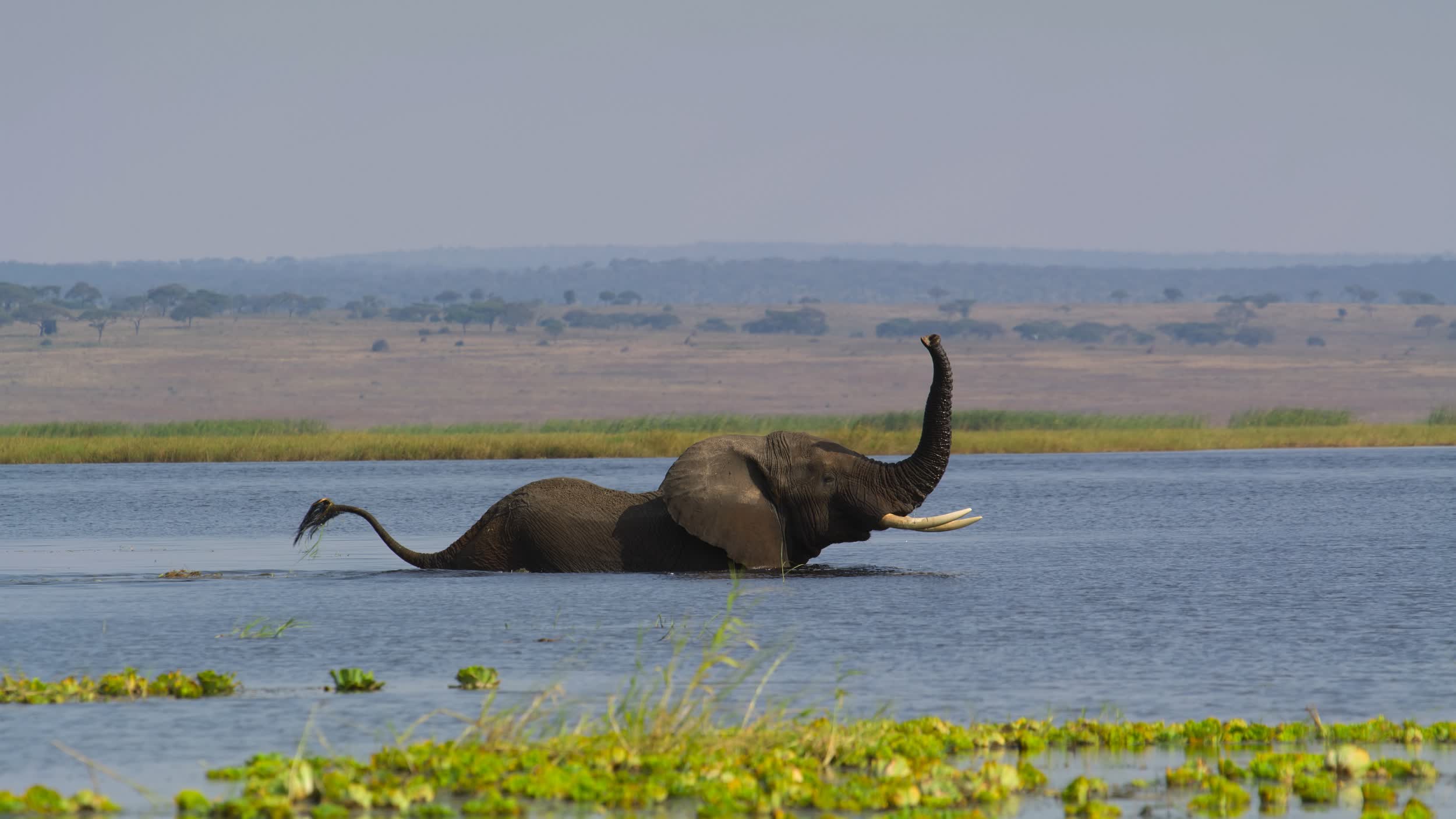 圖示一隻大象正在享受泥漿浴。在天氣炎熱的非洲，此舉不僅能為牠降溫，還能保護牠的皮膚。（圖片來源：DEFINITION FILMS）
