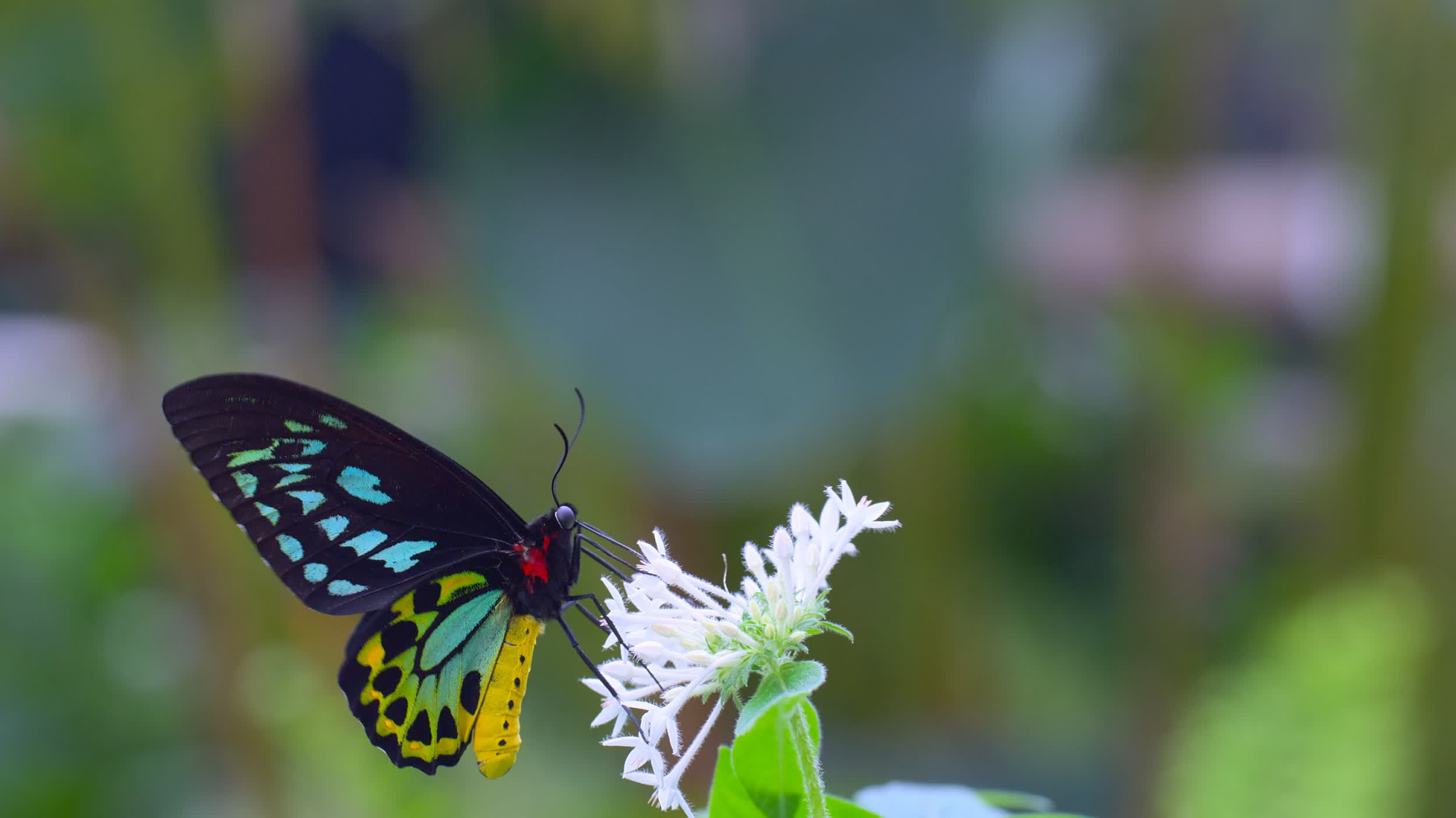 全新球幕電影《動物王國》，帶領觀眾探索六個動物家族的棲息地。圖示一隻蝴蝶正在吸食花蜜，並且在花朵之間傳播花粉，協助植物的繁衍。（圖片來源：DEFINITION FILMS）