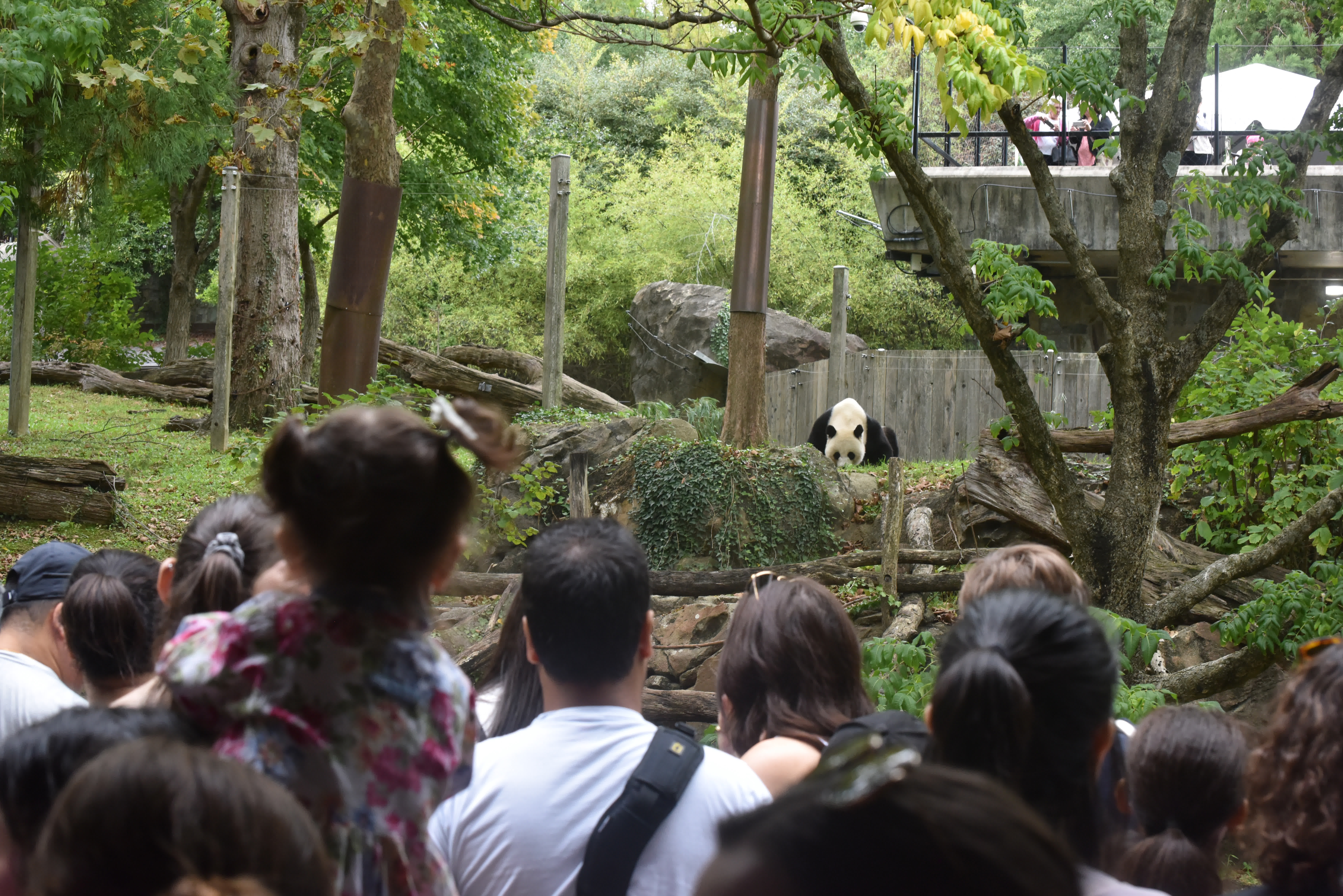 為眾多美國民眾來看大熊貓。（中新社）