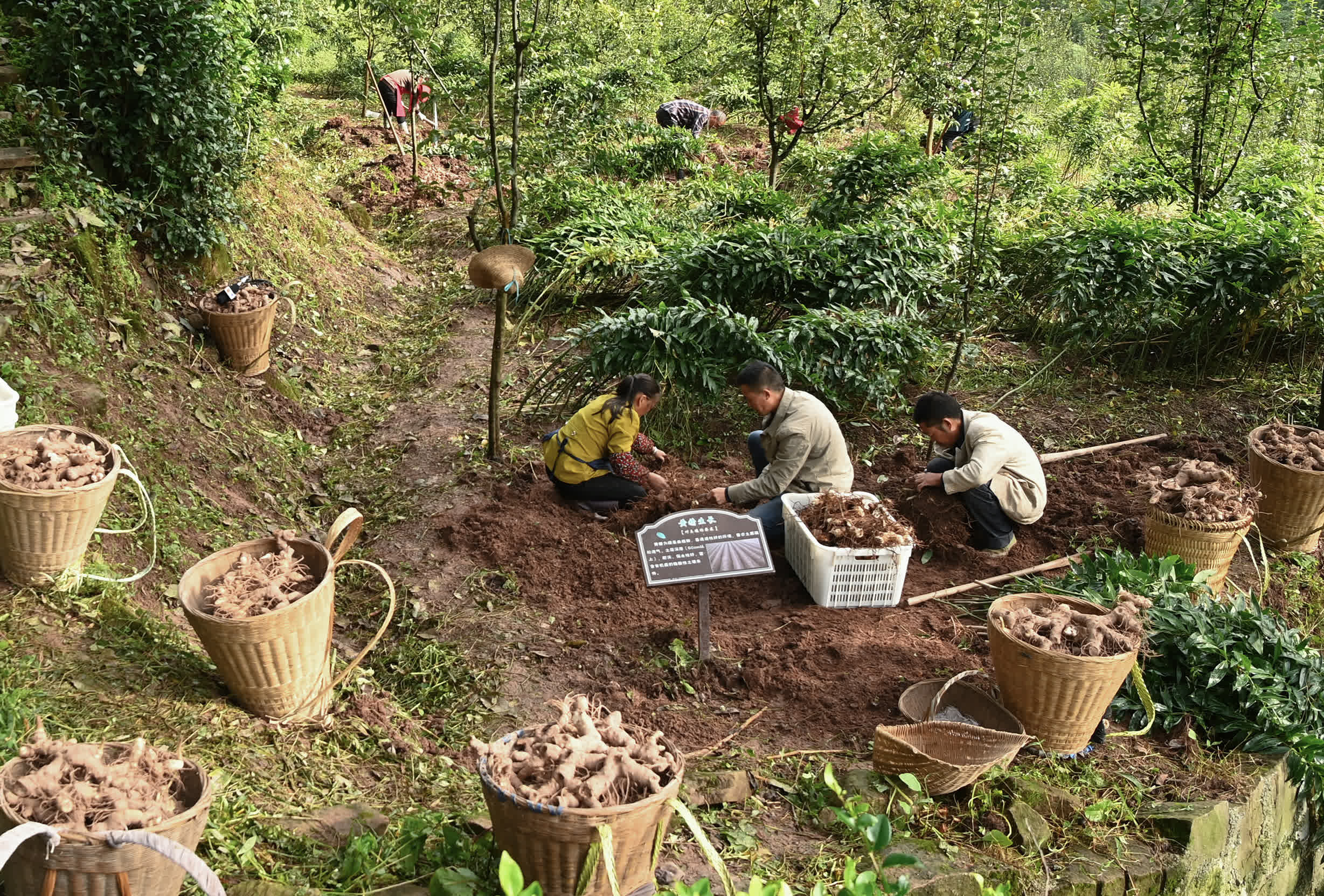 10月10日，在重慶市石柱土家族自治縣中益鄉華溪村，村民在種植園內收穫黃精。（新華社）