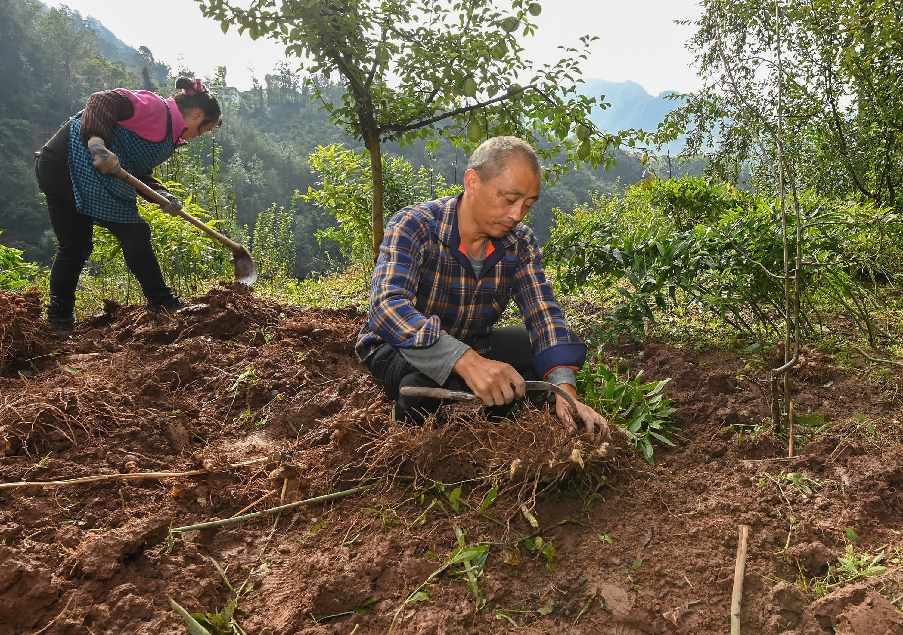 10月10日，在重慶市石柱土家族自治縣中益鄉華溪村，村民在種植園內收穫黃精。（新華社）