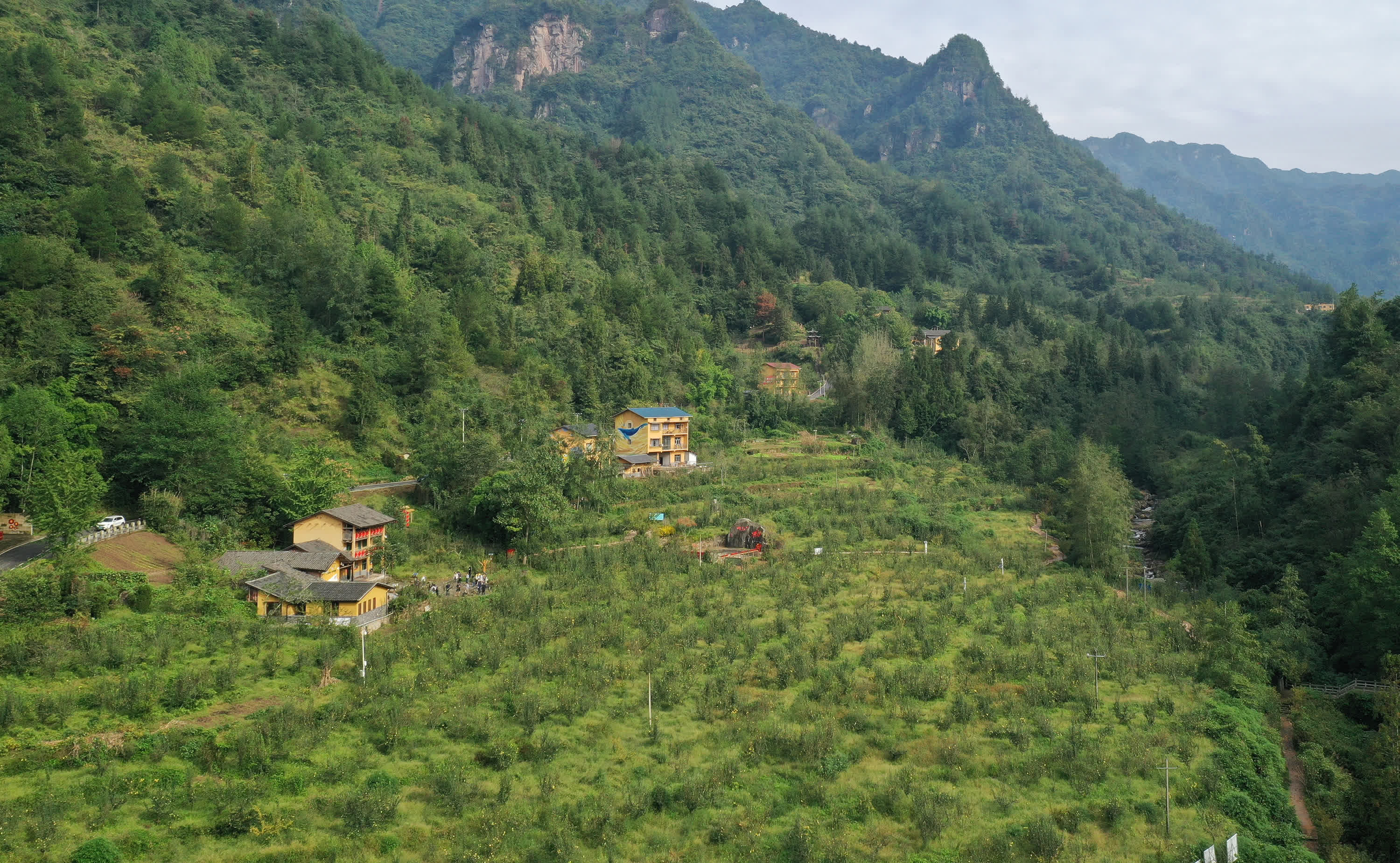 10月10日在重慶市石柱土家族自治縣中益鄉華溪村拍攝的黃精種植園（無人機照片）。（新華社）