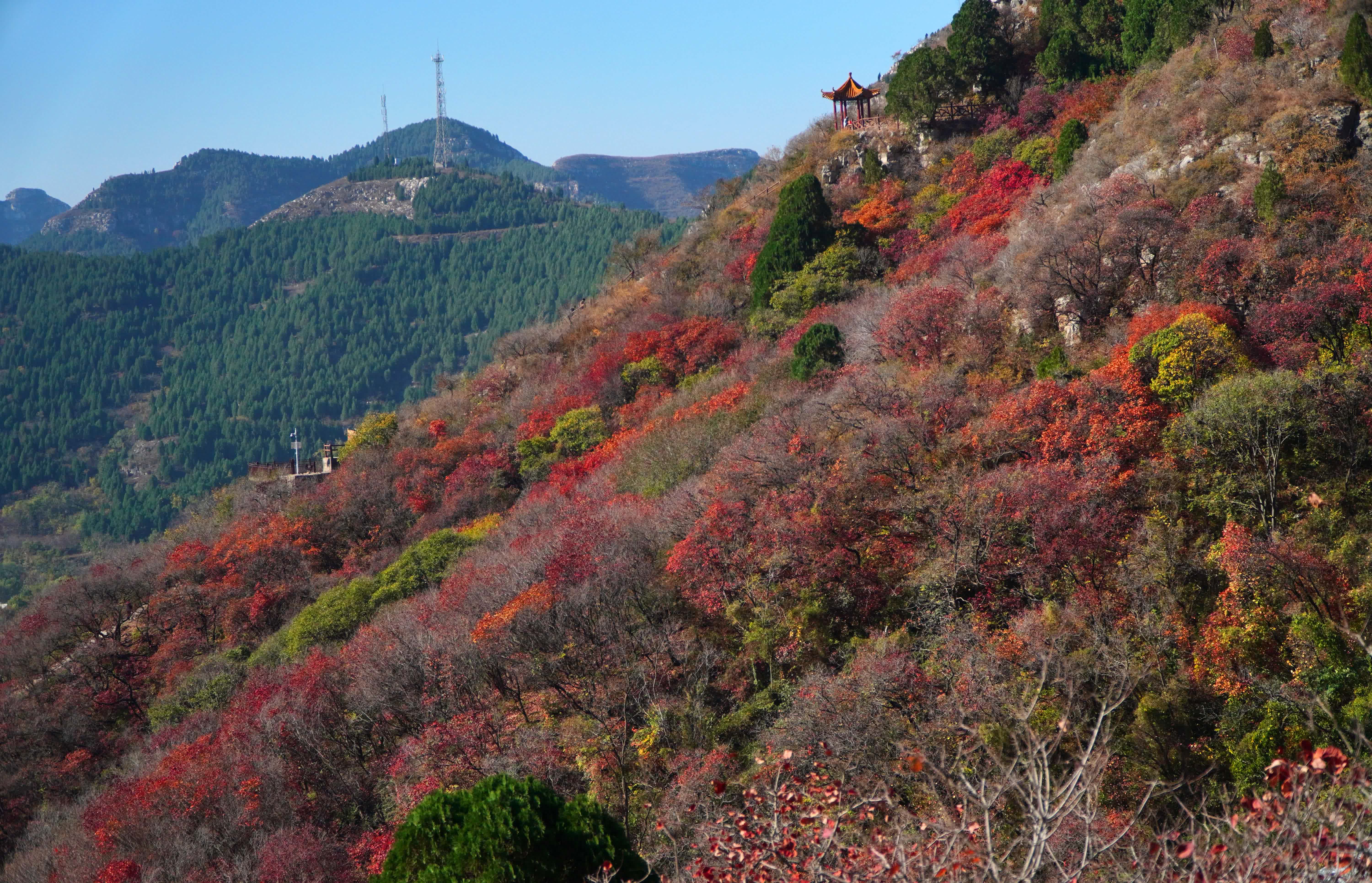11月2日，臨朐縣石門坊景區內紅葉絢爛。（新華社）