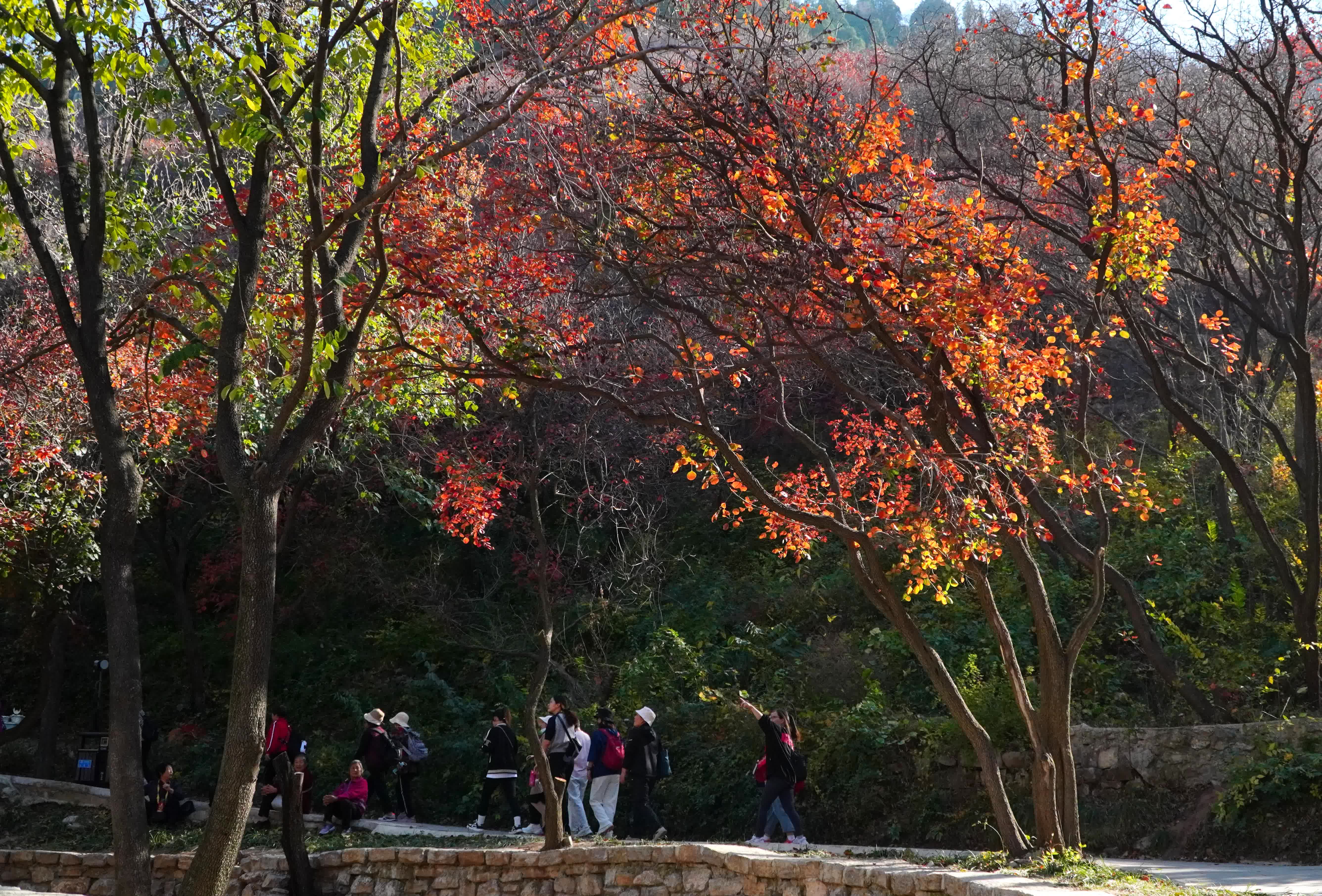 11月2日，遊客在臨朐縣石門坊景區內觀賞紅葉。（新華社）