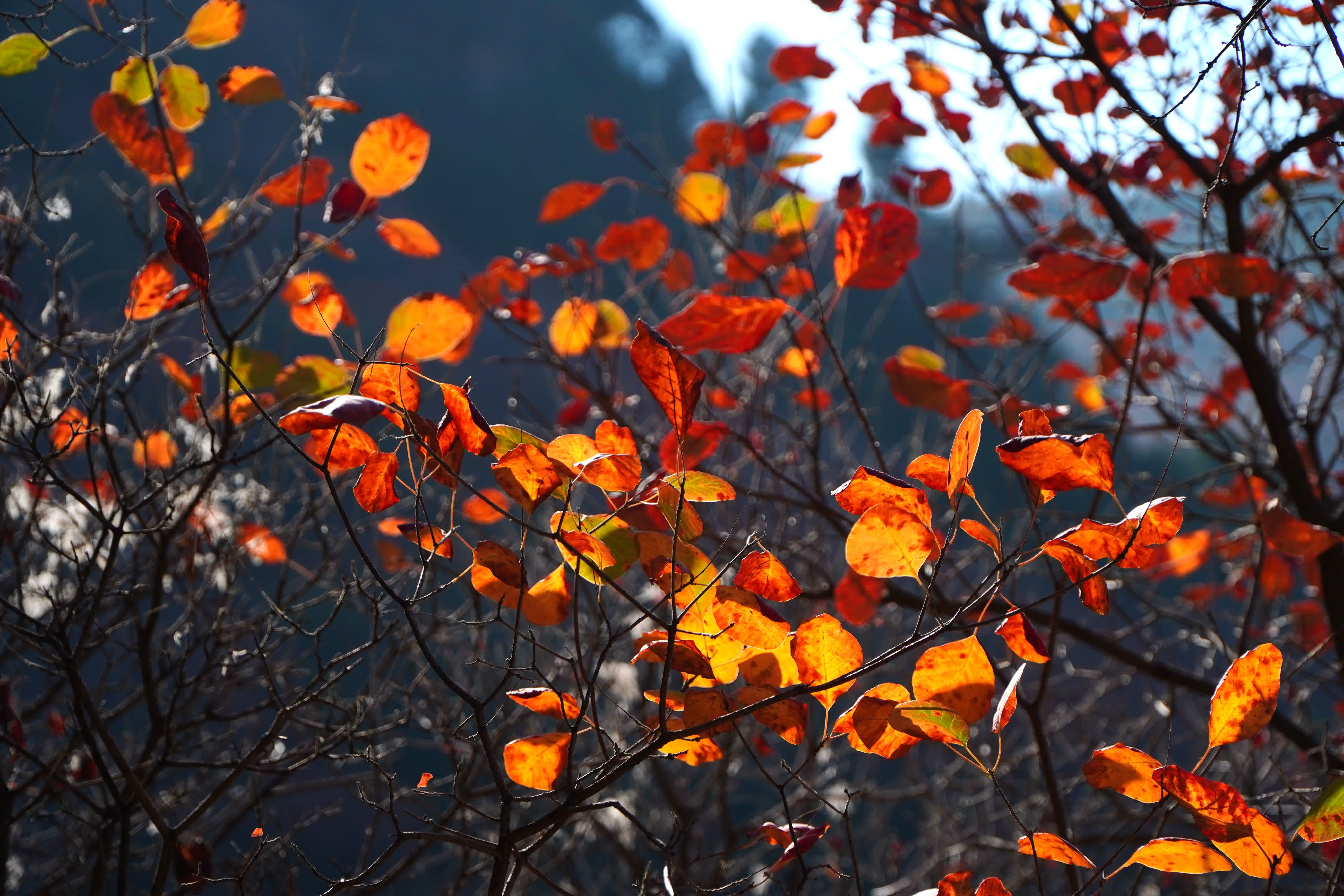 11月2日，臨朐縣石門坊景區內紅葉絢爛。（新華社）