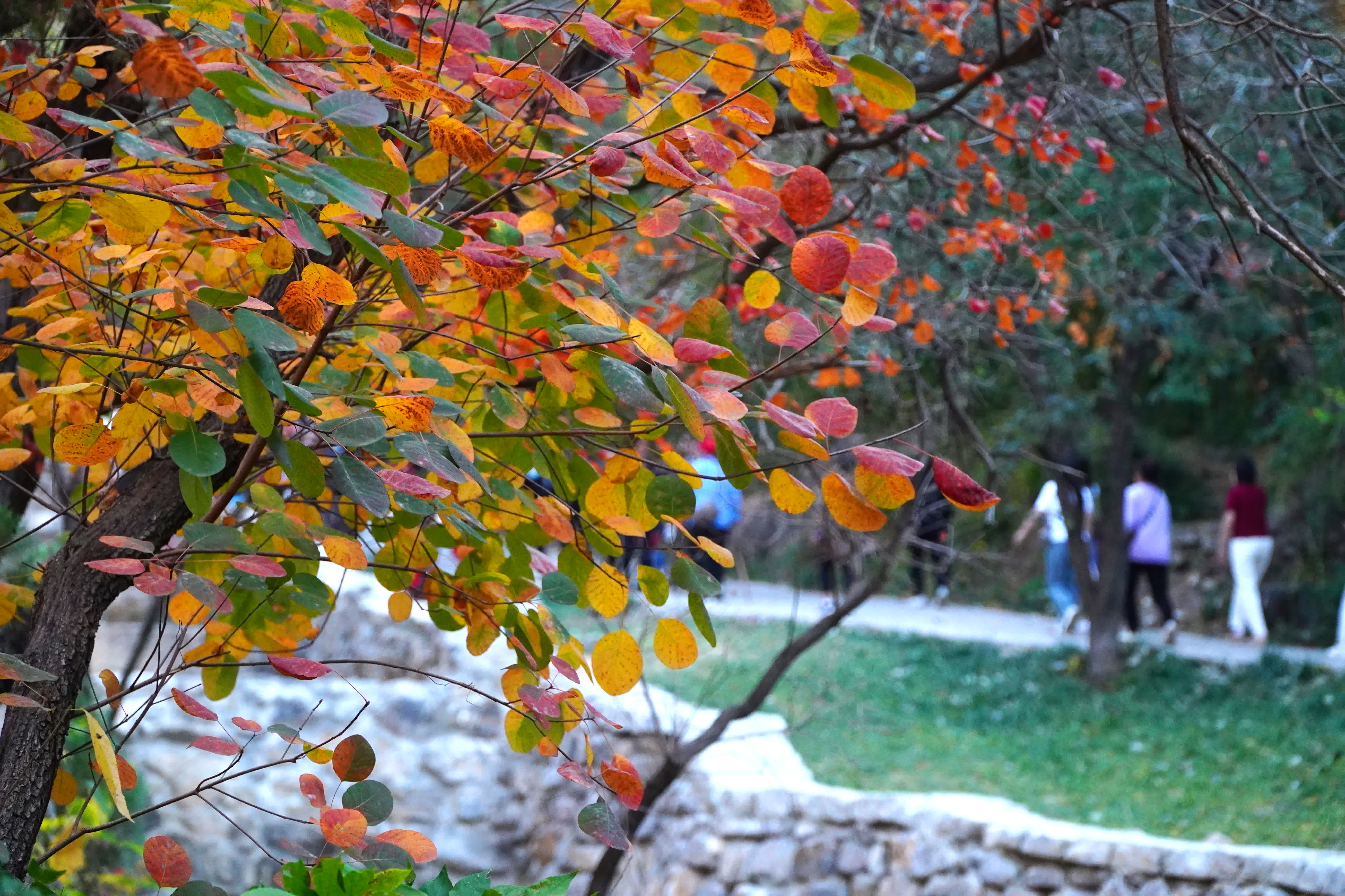11月2日，臨朐縣石門坊景區內紅葉絢爛。（新華社）
