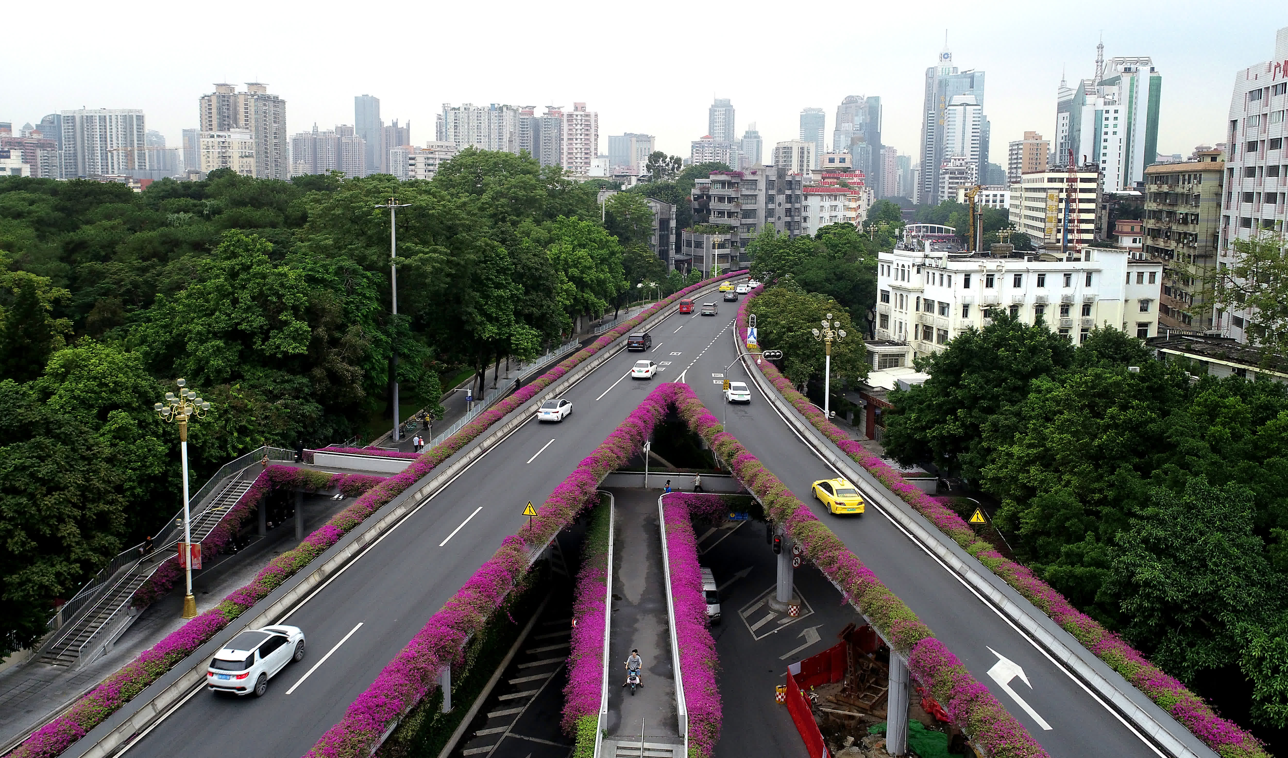 11月8日，廣州市東風東路跟先烈南路交叉路口的天橋勒杜鵑盛放（無人機照片）。