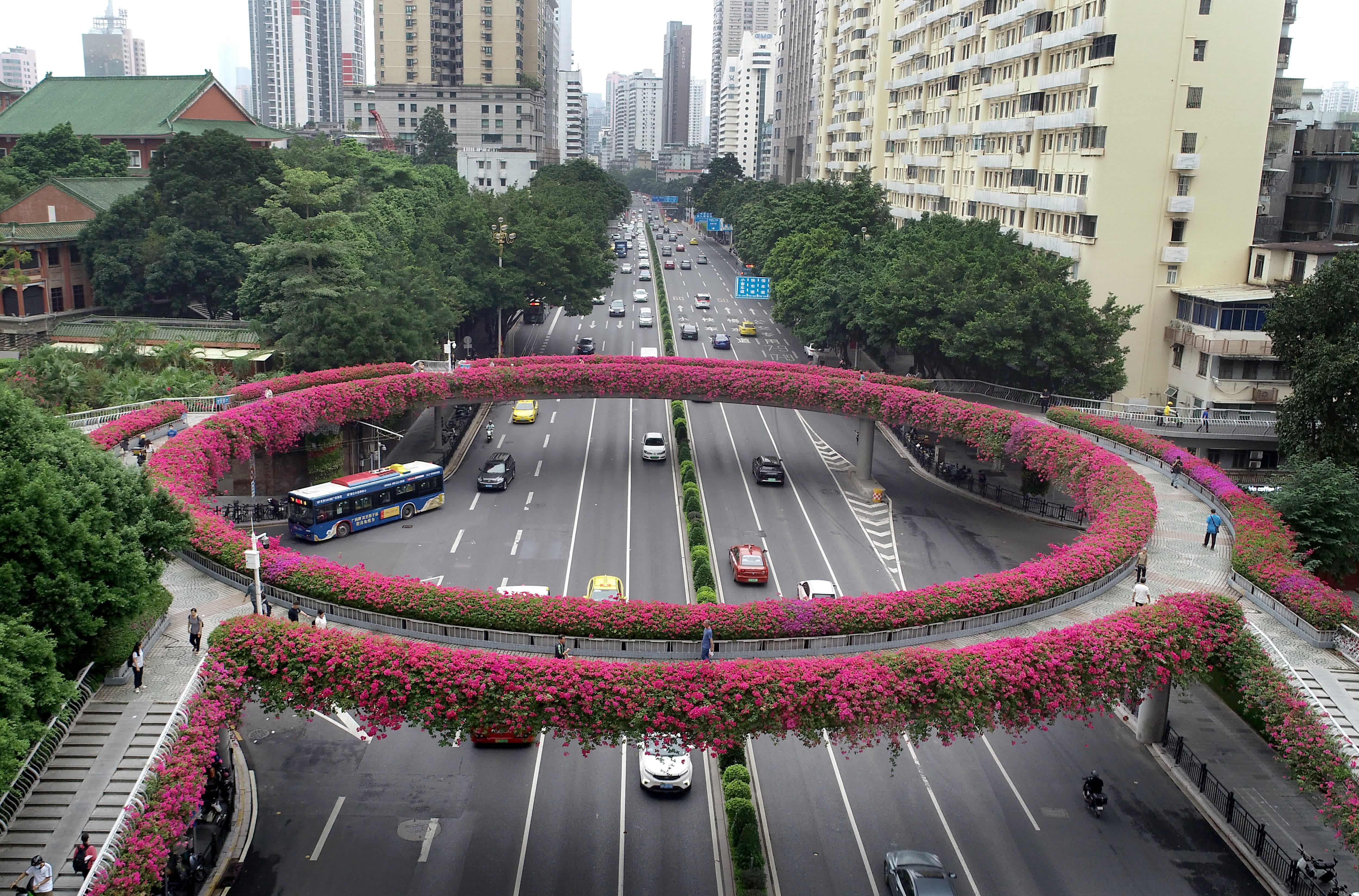  11月8日，廣州市東風東路跟執信南路交叉路口的人行天橋上繁花似錦（無人機照片）。
