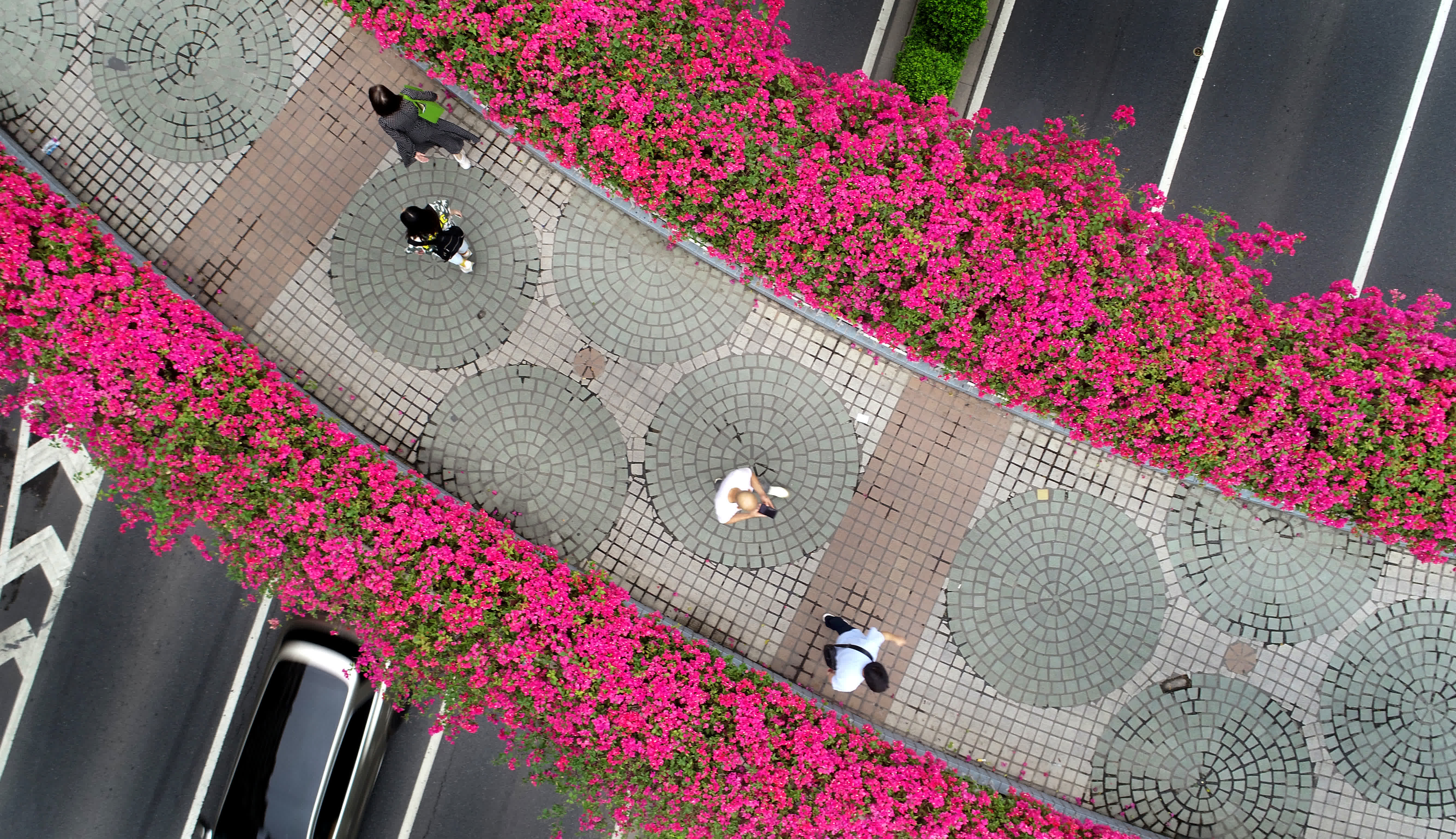  11月8日，廣州市民從繁花錦簇的天橋上路過（無人機照片）。