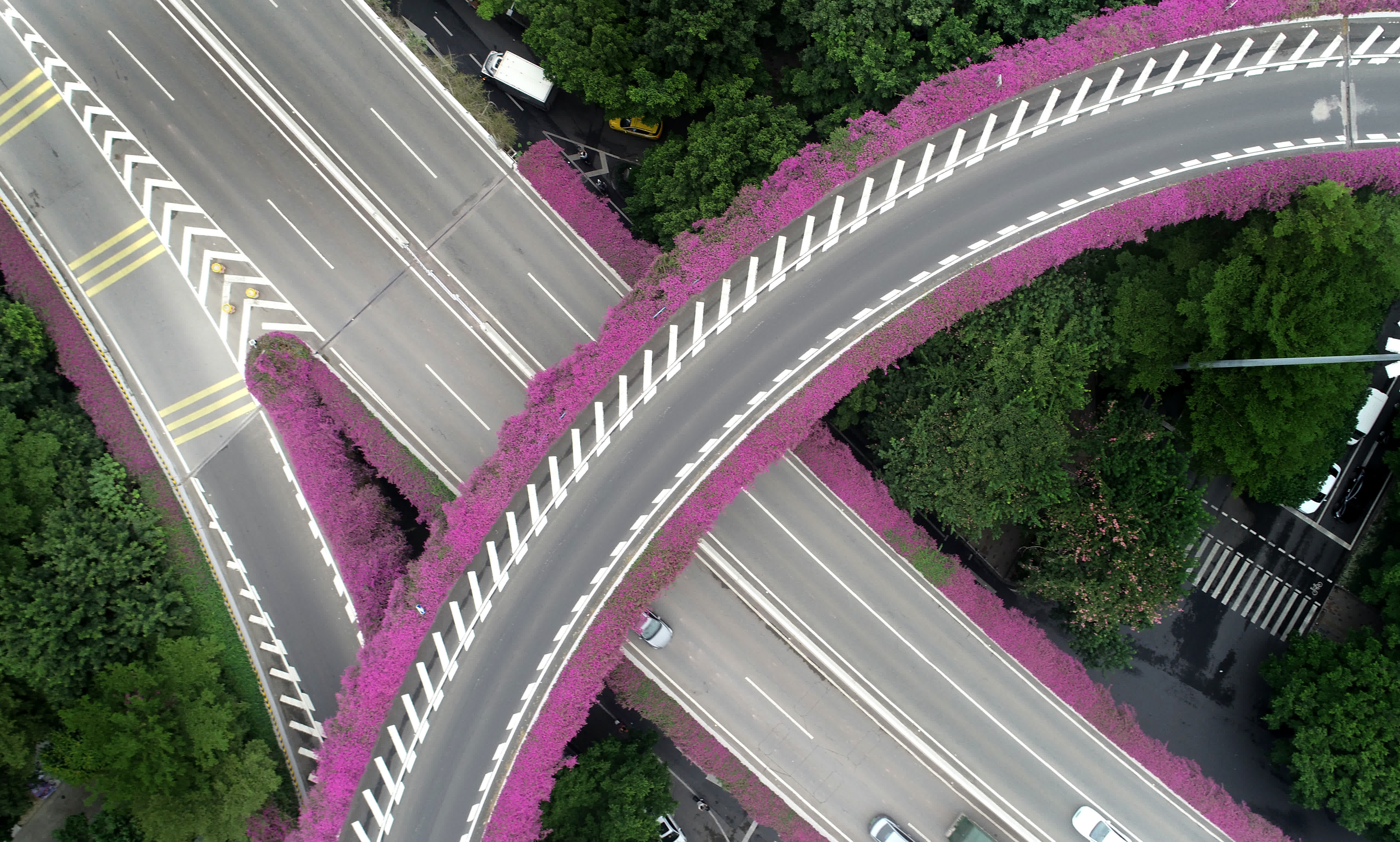 11月8日，廣州市東曉南立交上勒杜鵑盛開（無人機照片）。