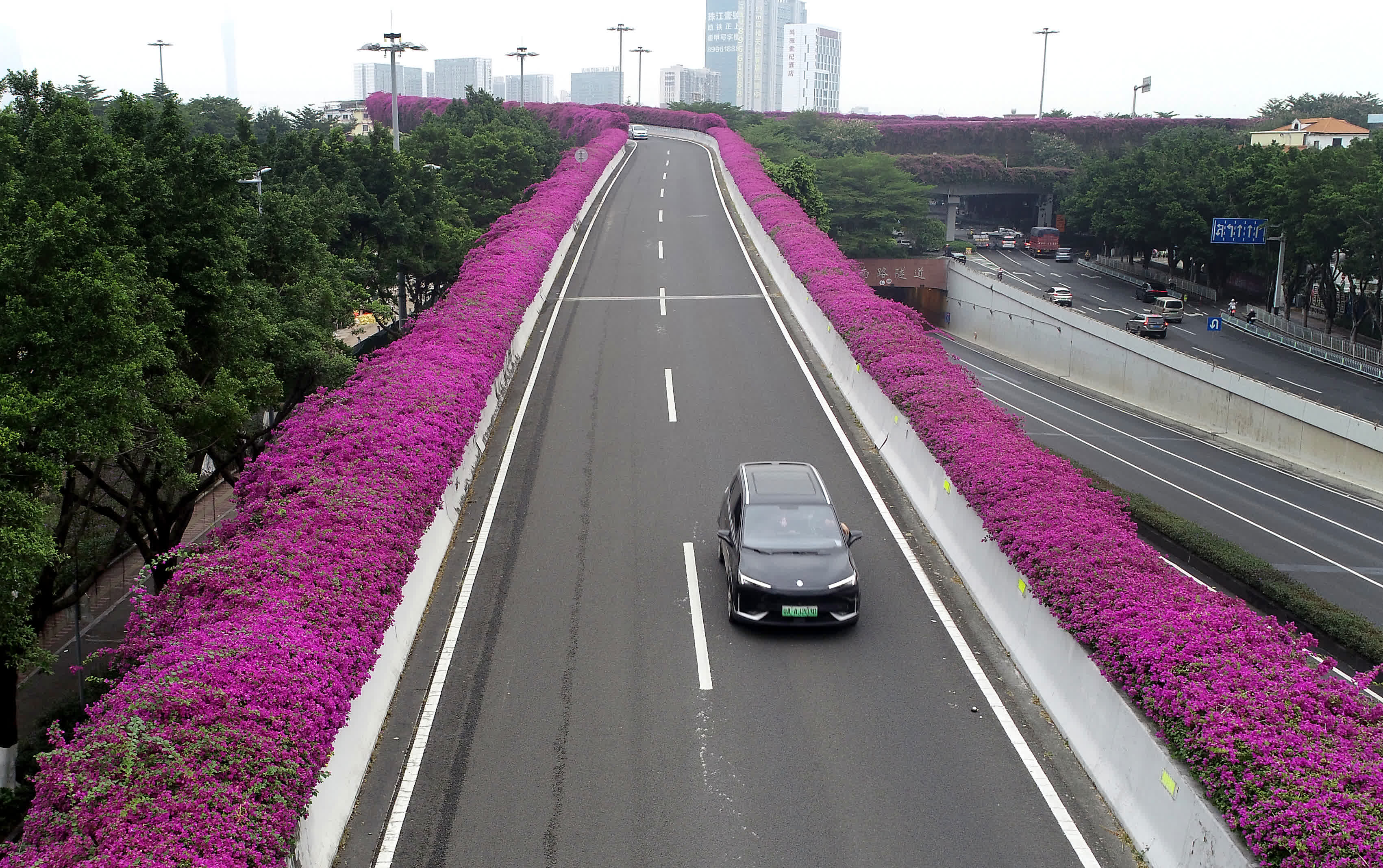 11月8日，廣州市東曉南立交上勒杜鵑盛開（無人機照片）。