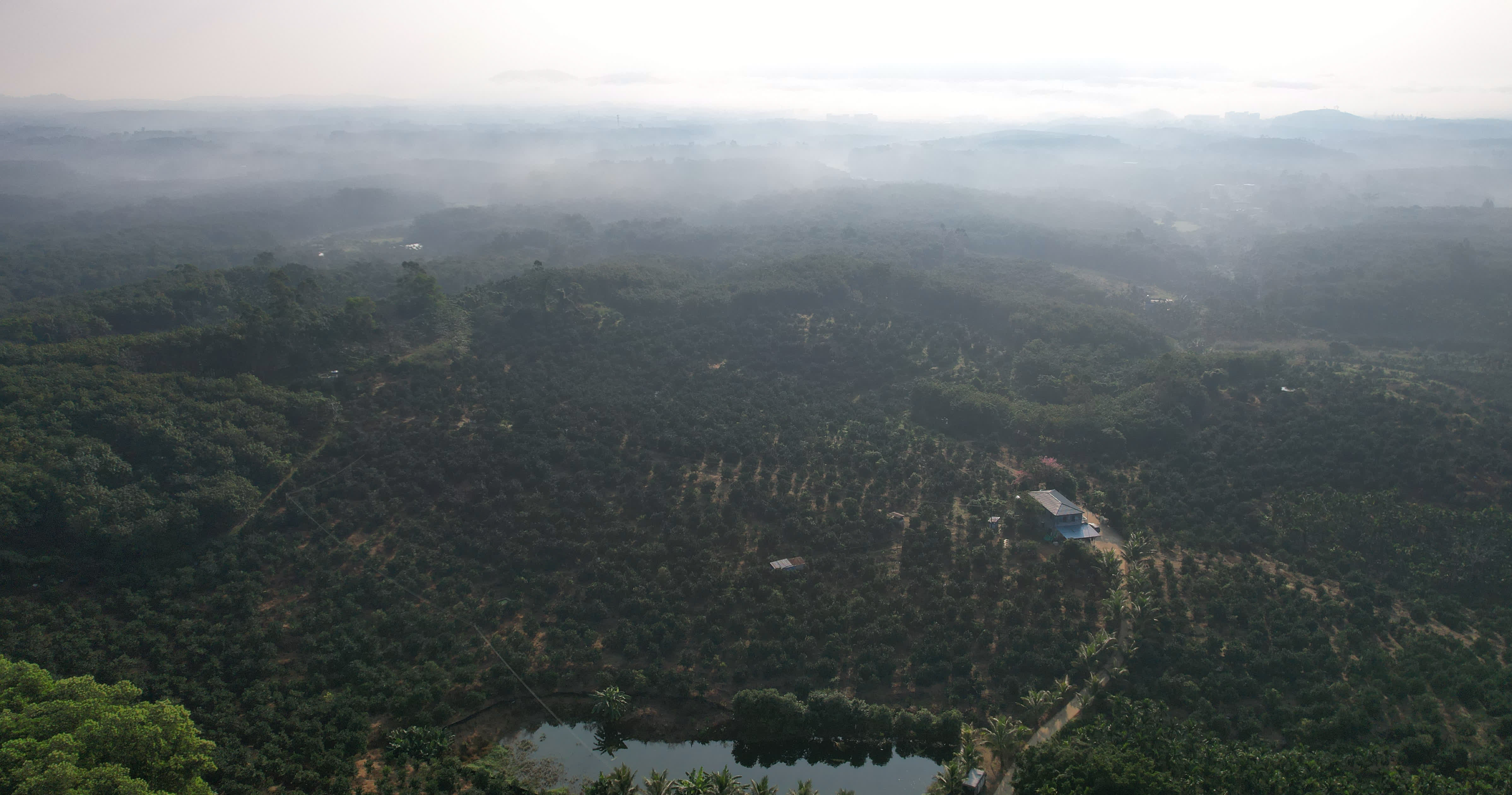 航拍位於海南省瓊中黎族苗族自治縣的一處綠橙種植基地(11月24日攝,無人機照片)。(新華社) 航拍位於海南省瓊中黎族苗族自治縣的一處綠橙種植基地(11月24日攝,無人機照片)。(新華社)