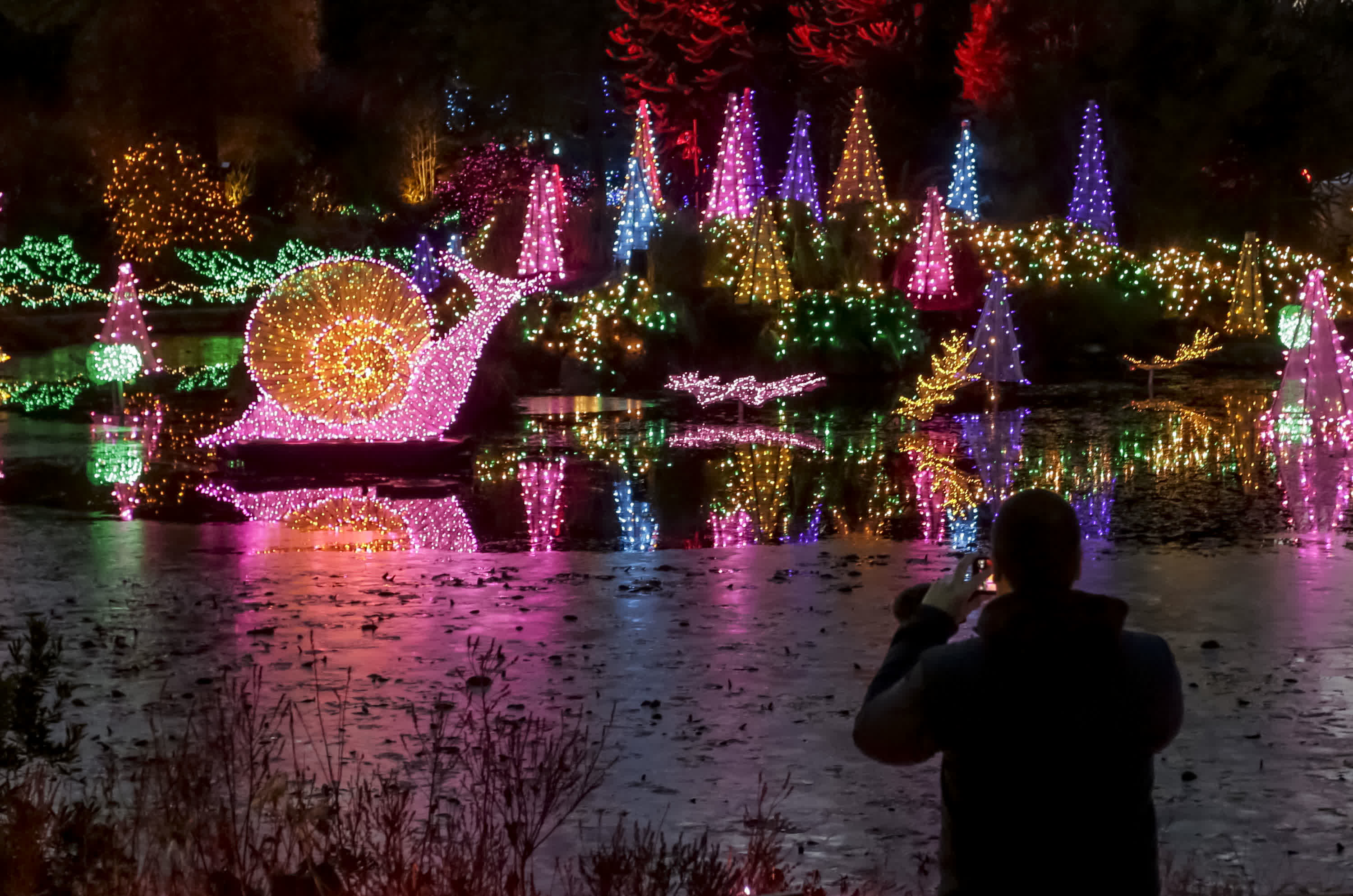11月24日，在加拿大溫哥華，一名遊客在范度森植物園觀看燈飾裝置。（新華社）