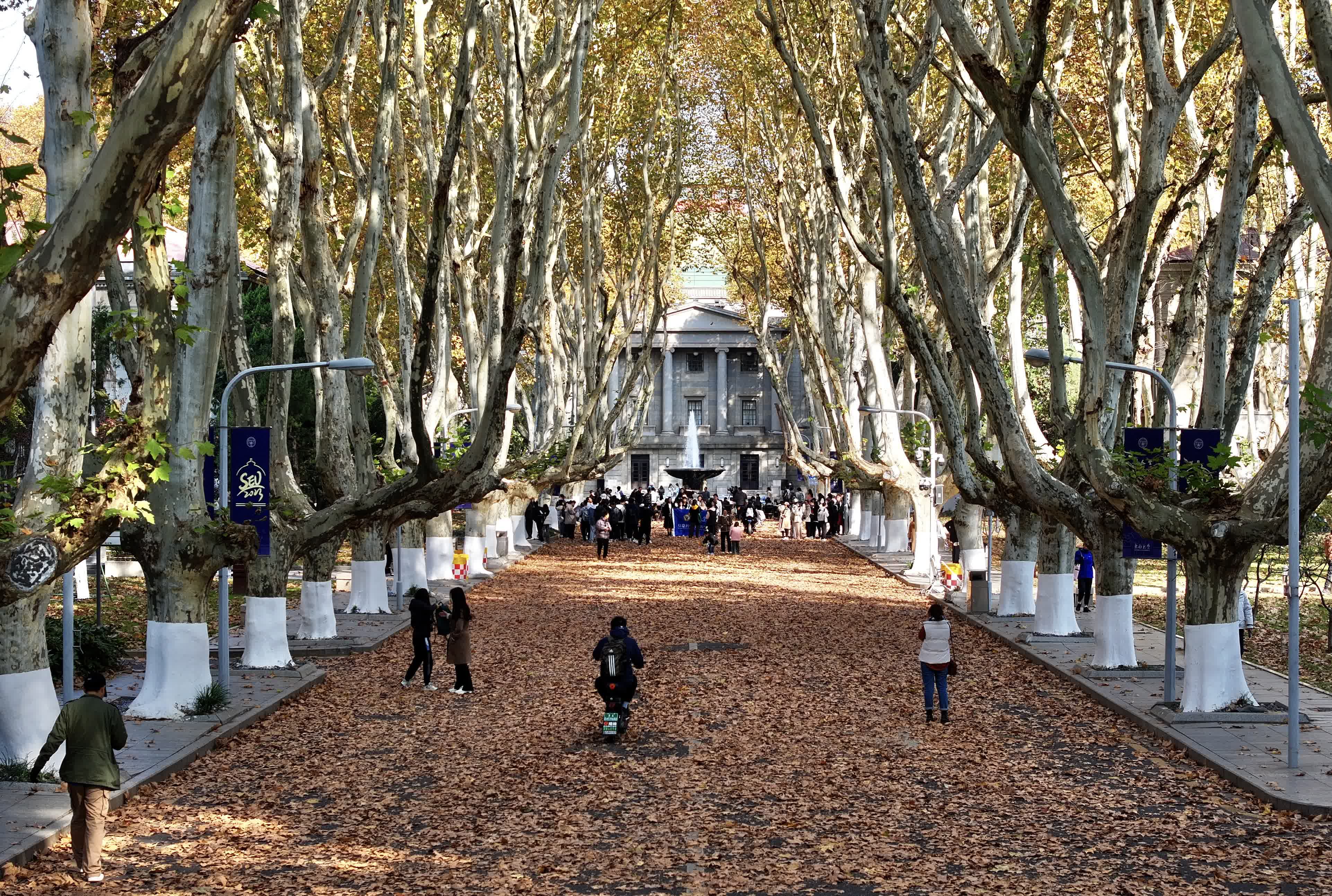 圖為師生們行走在鋪滿梧桐樹葉的道路上。（無人機照片） （中新社）
