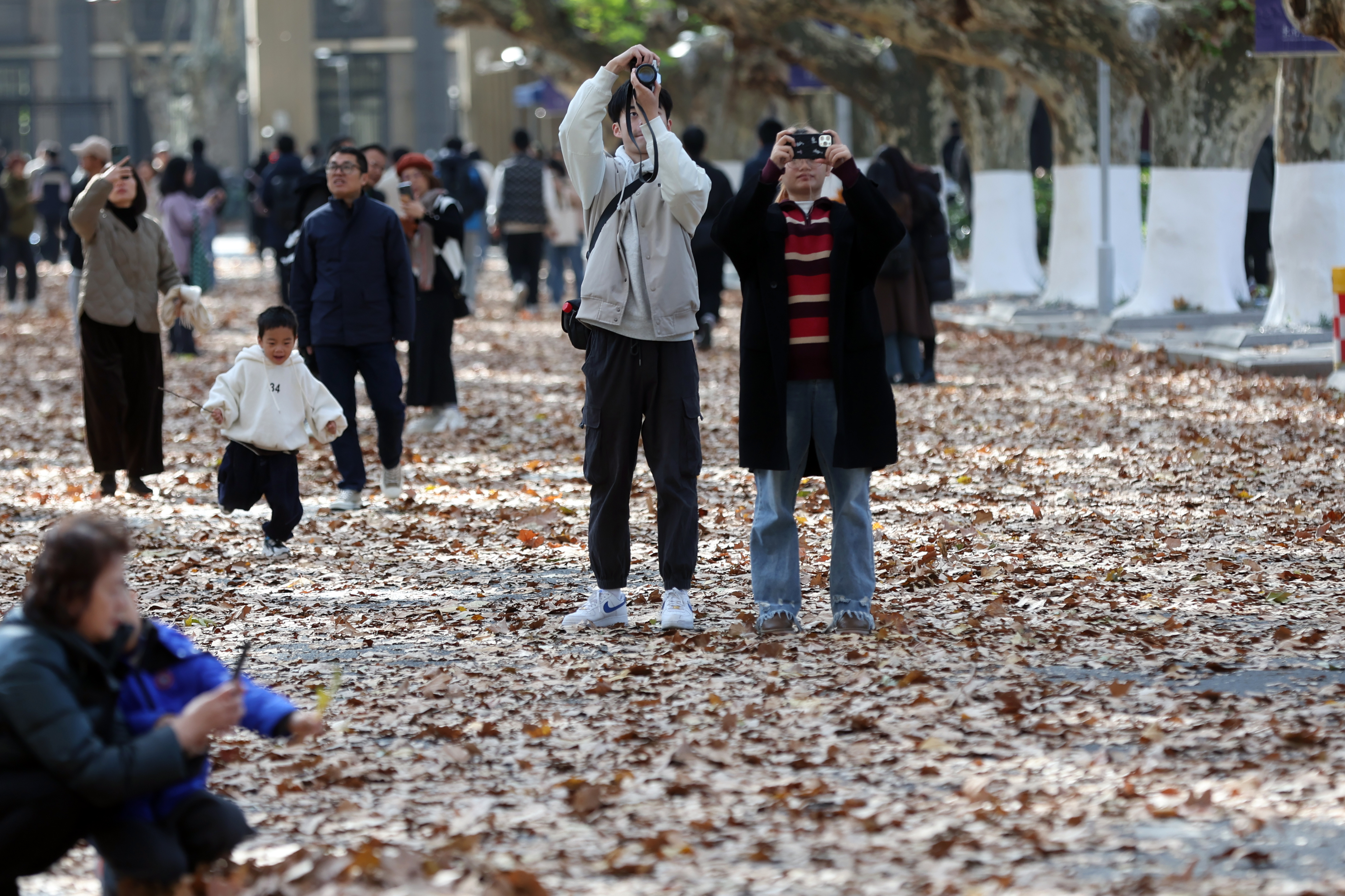 圖為師生們在鋪滿梧桐樹葉的道路上拍照。 （中新社）