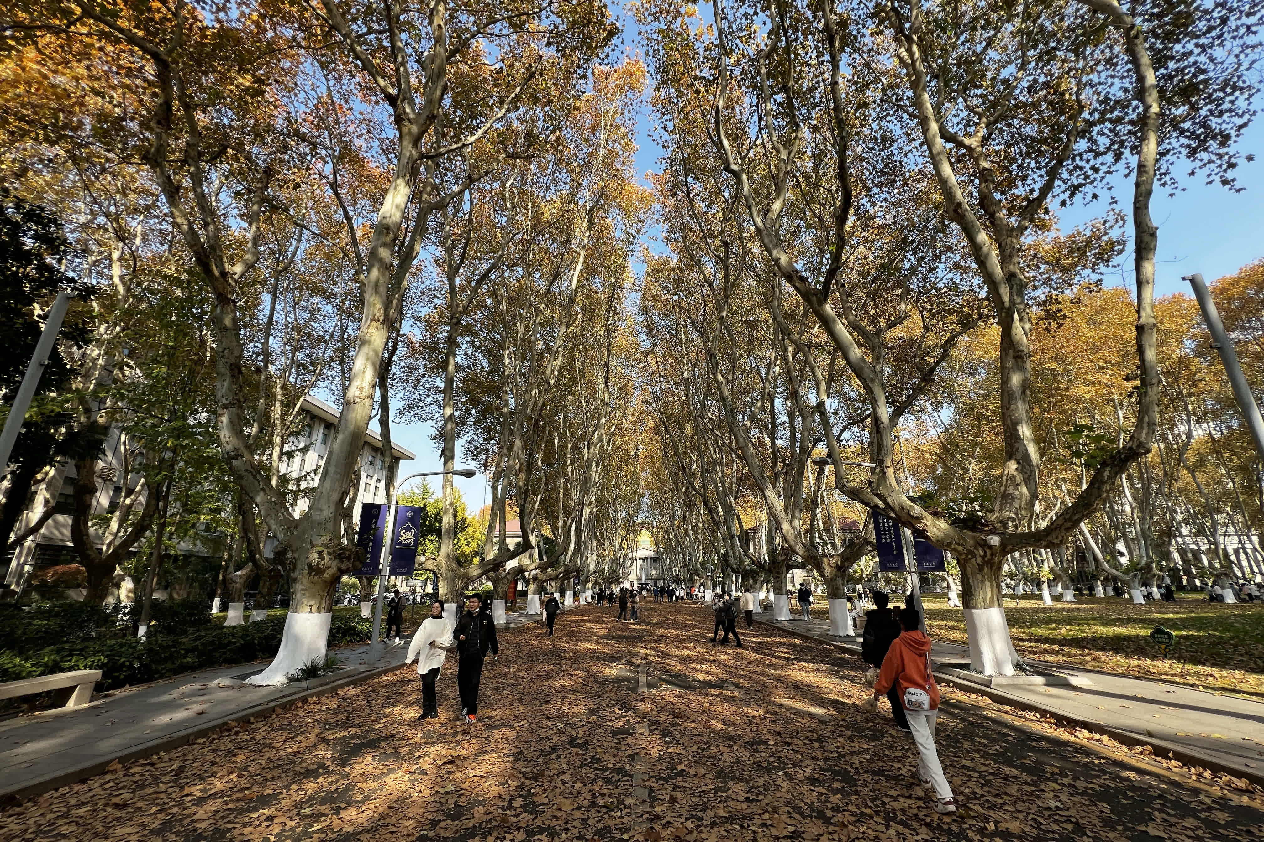 圖為師生們行走在鋪滿梧桐樹葉的道路上。 （中新社）