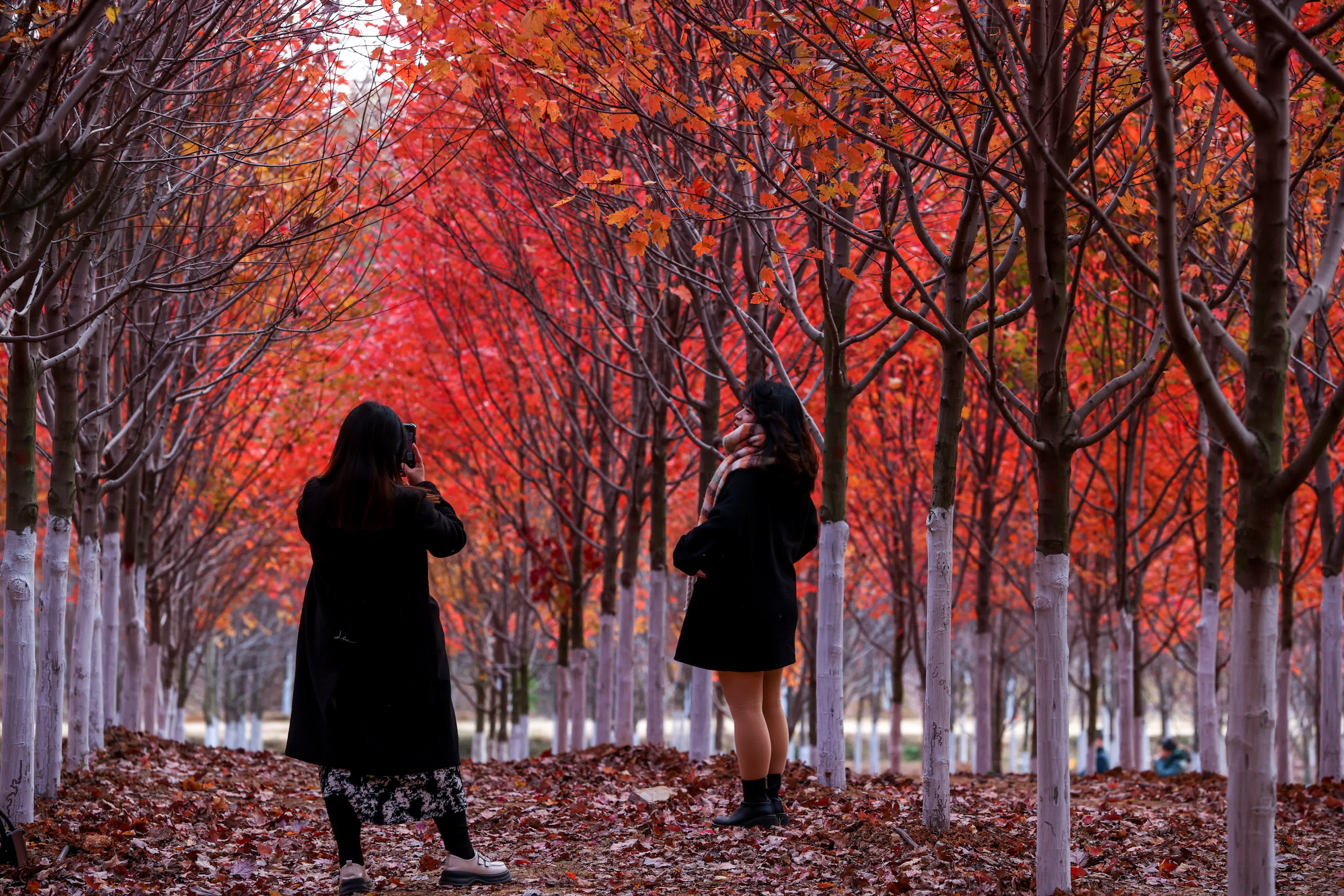 武漢文華學院校園內的萬棵楓樹披上紅衣。（中新社）