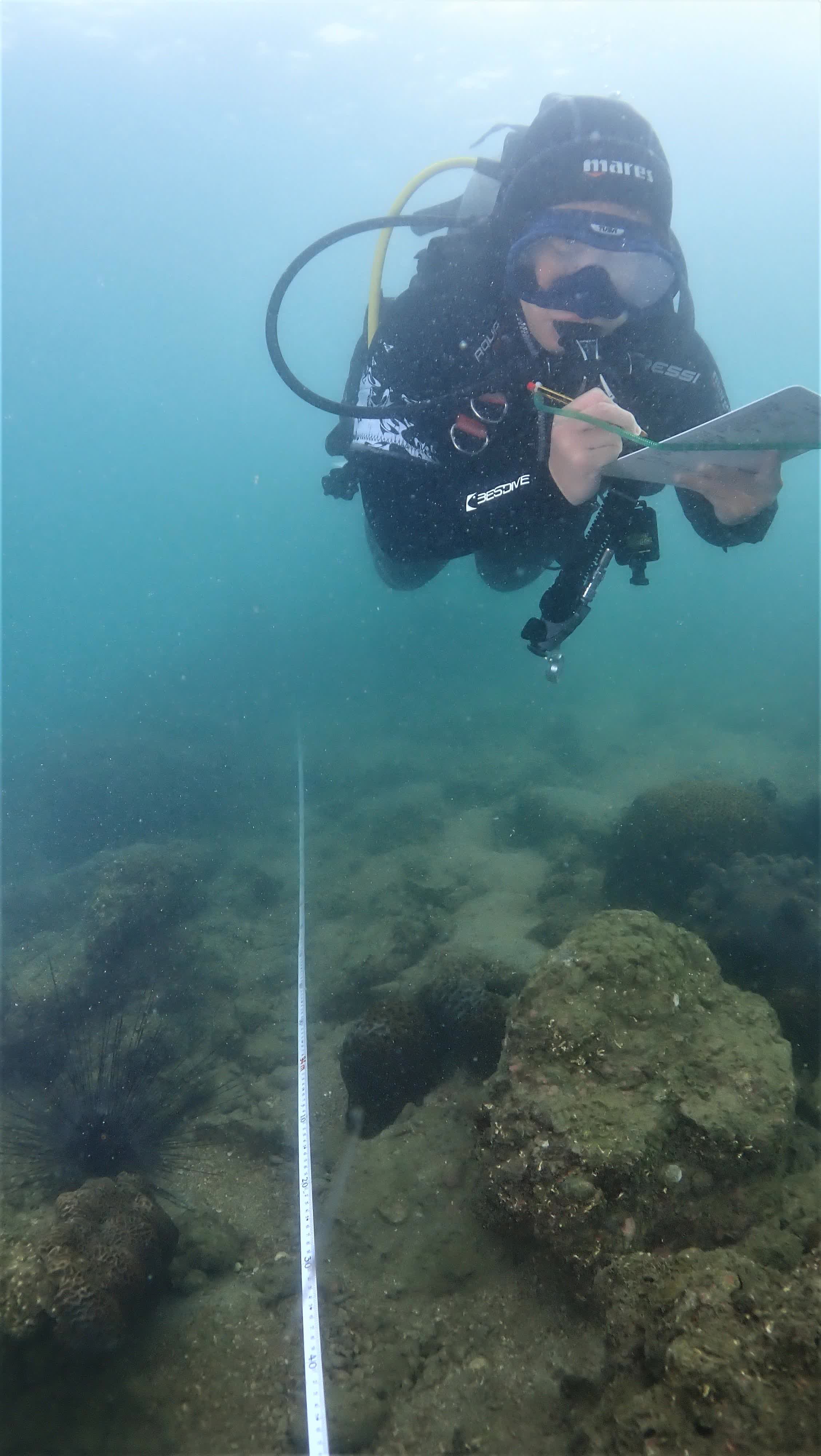 圖示一名珊瑚礁普查員進行珊瑚調查。（政府新聞公報）