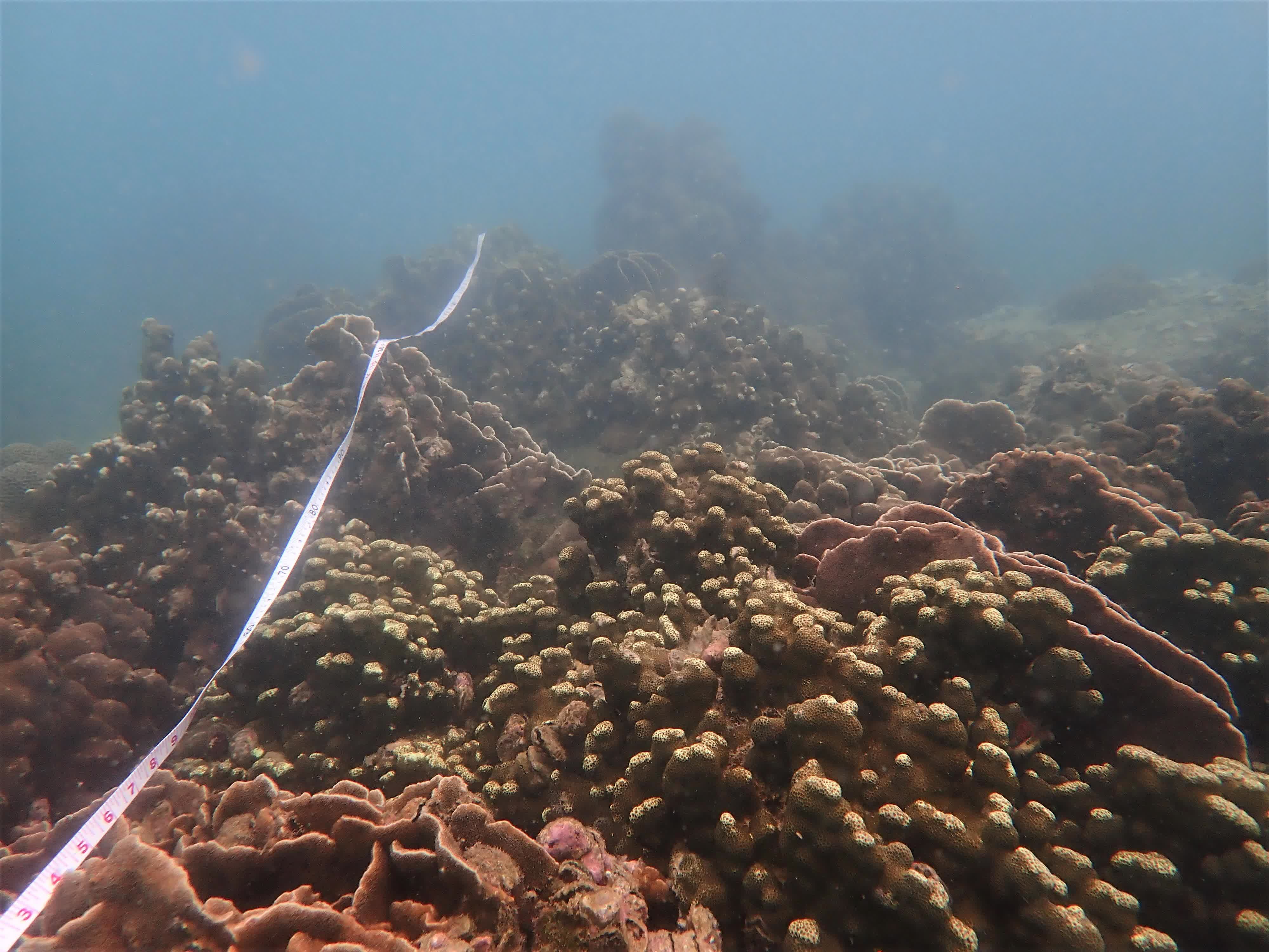 圖示攝於橋咀洲的珊瑚群落及普查隊伍使用的樣線。（政府新聞公報）